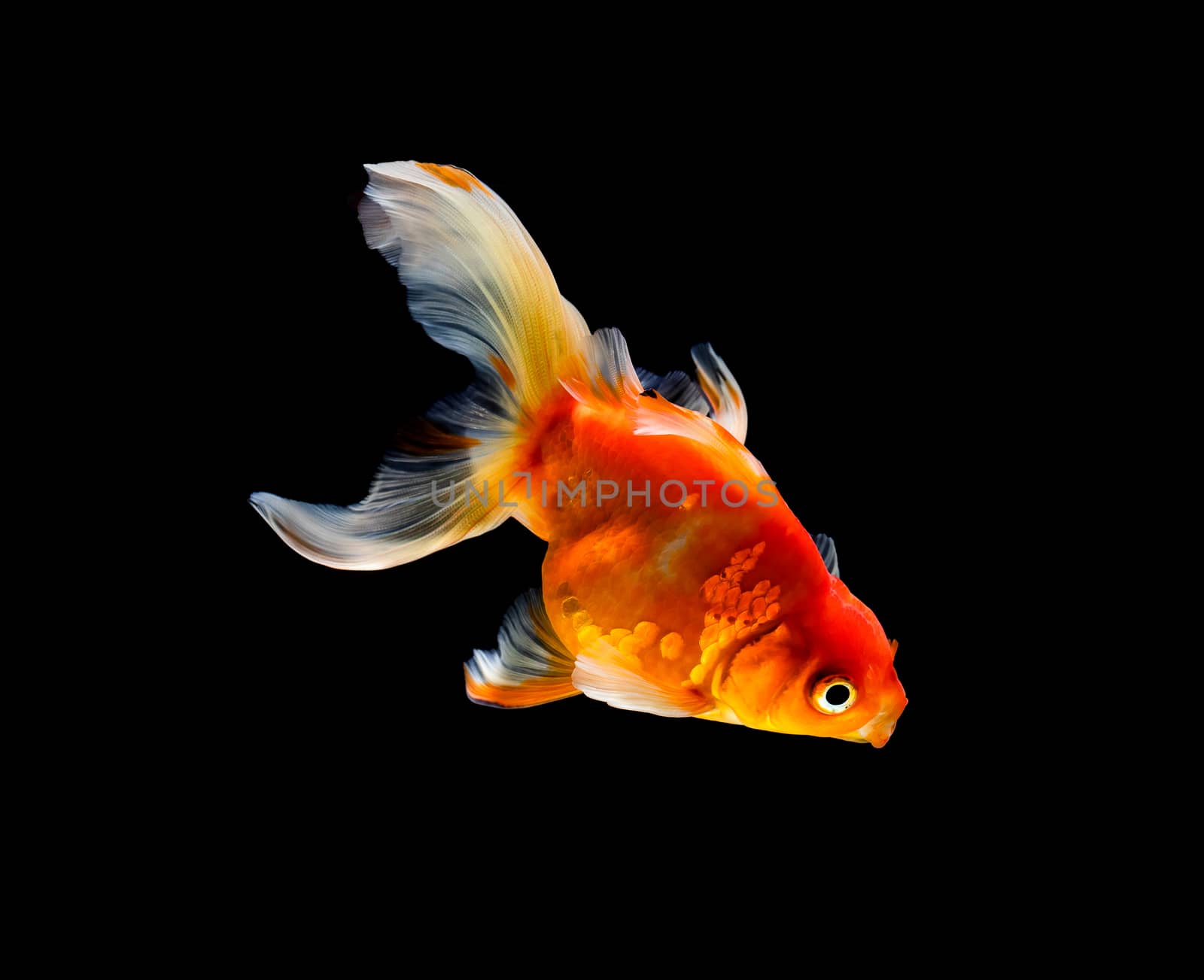 goldfish isolated on a dark black background by freedomnaruk