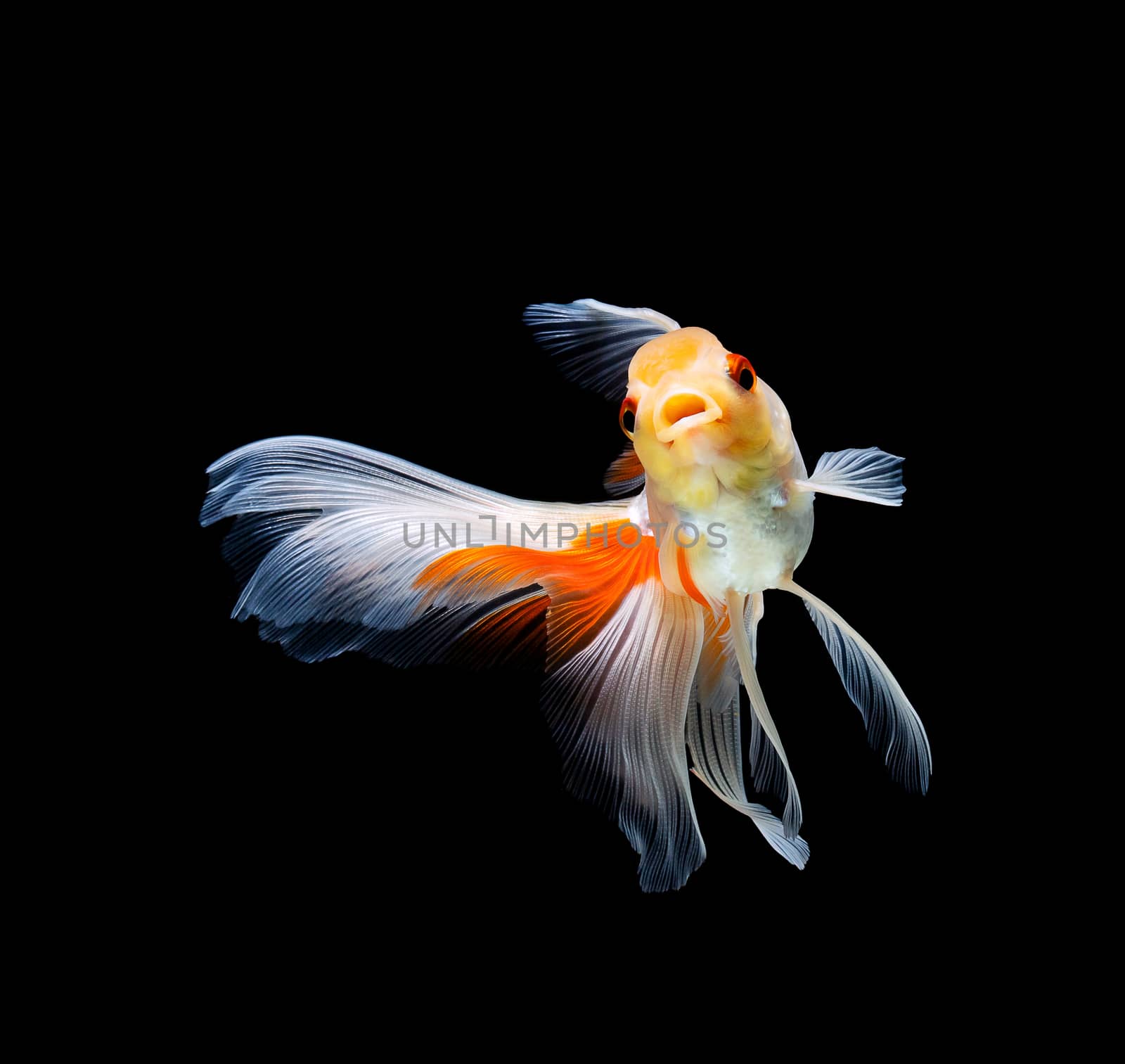 goldfish isolated on a dark black background