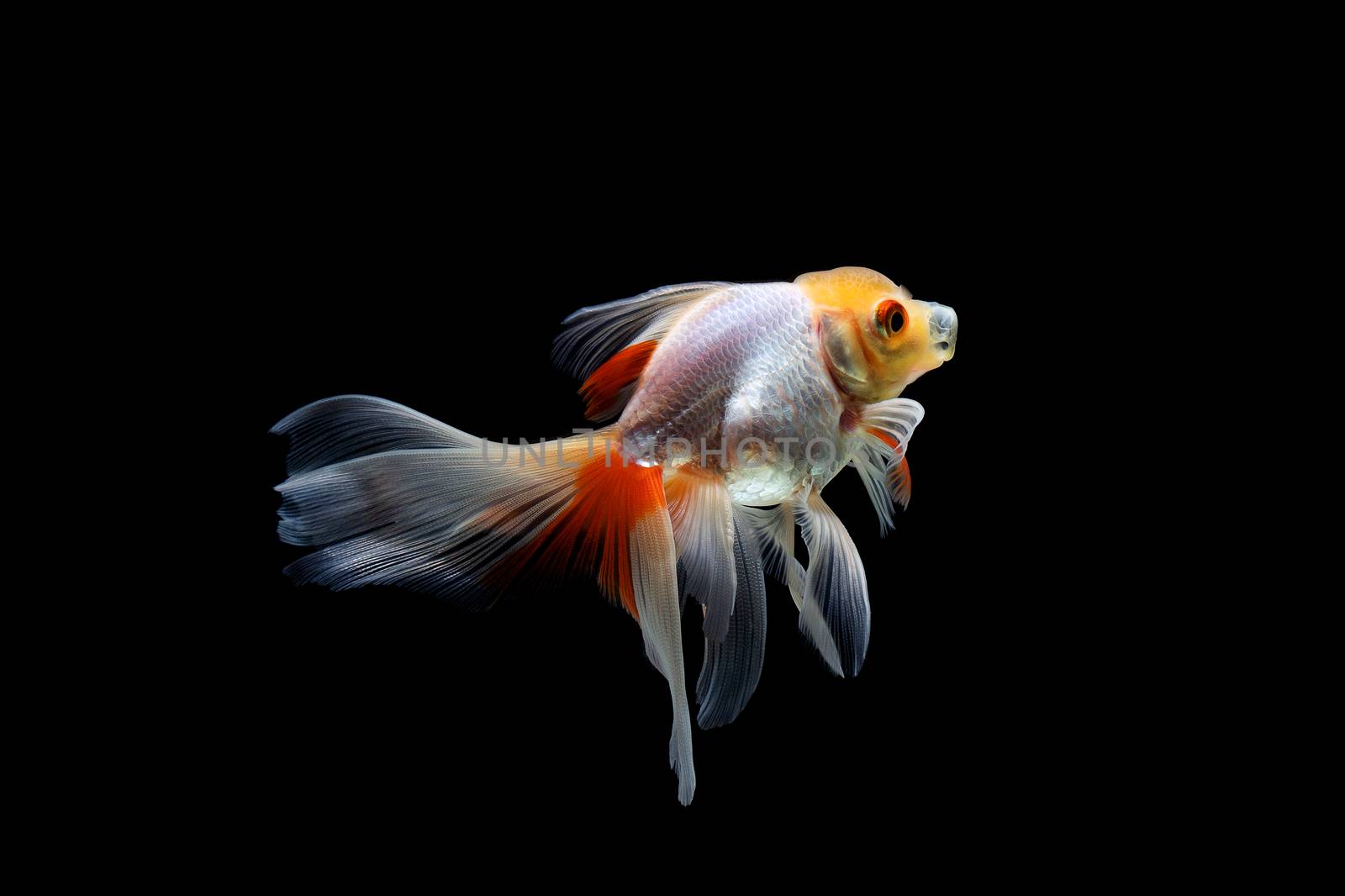 goldfish isolated on a dark black background  by freedomnaruk