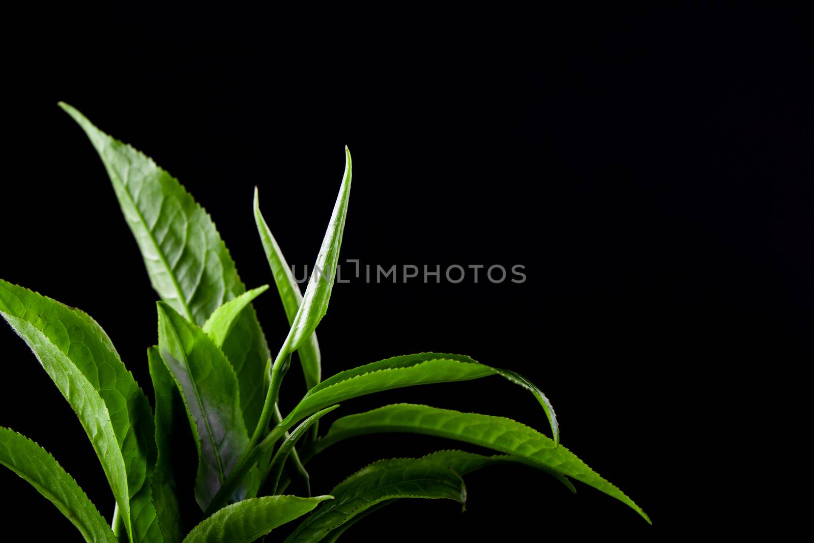 vintage Green tea leaf isolated by freedomnaruk