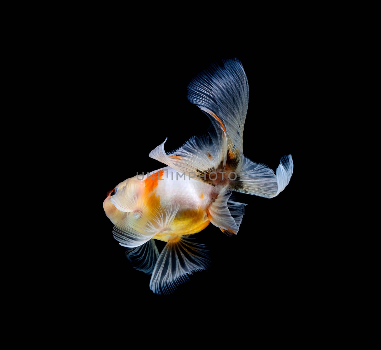 goldfish isolated on a dark black background