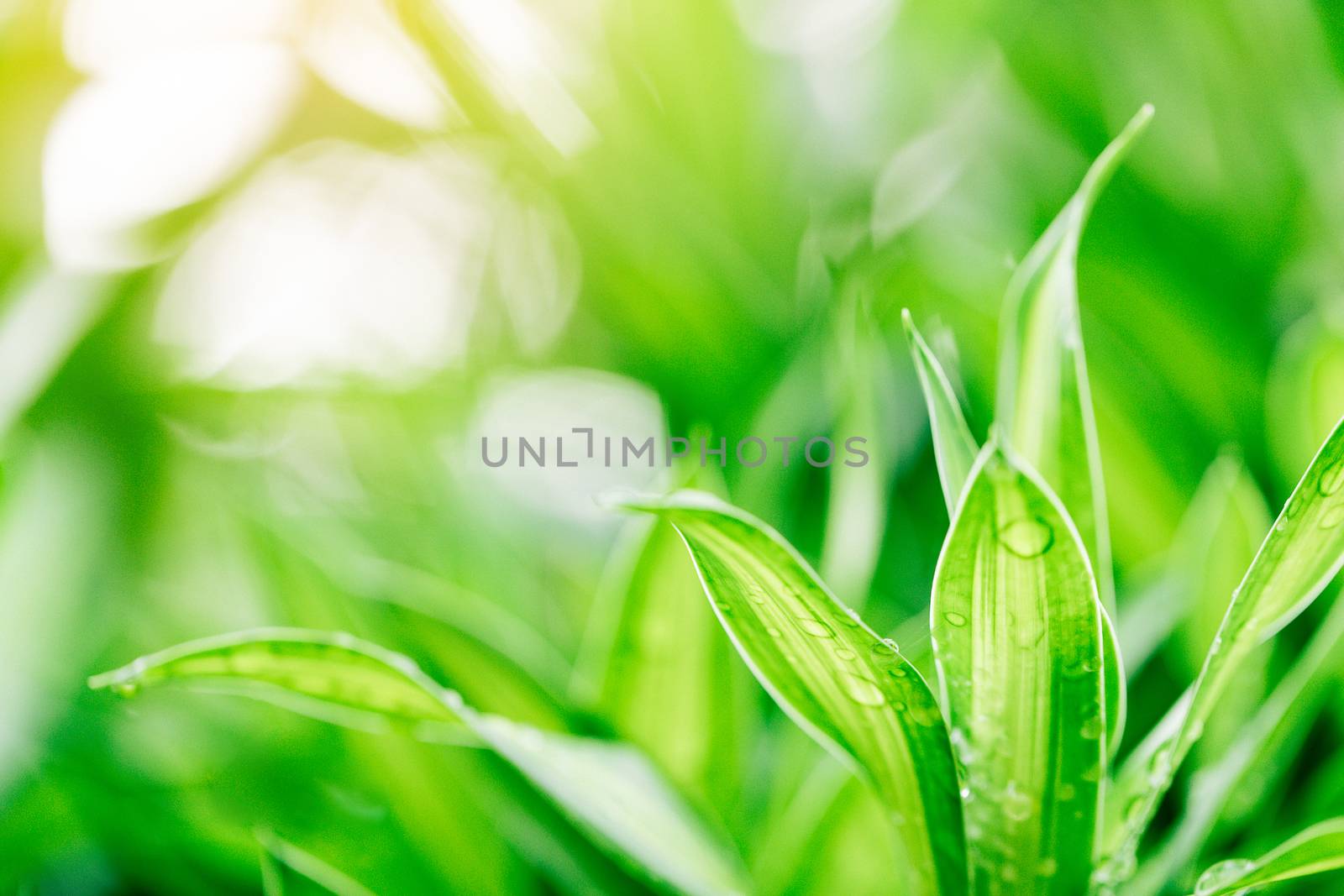 Closeup nature view of green leaf on blurred greenery background by freedomnaruk