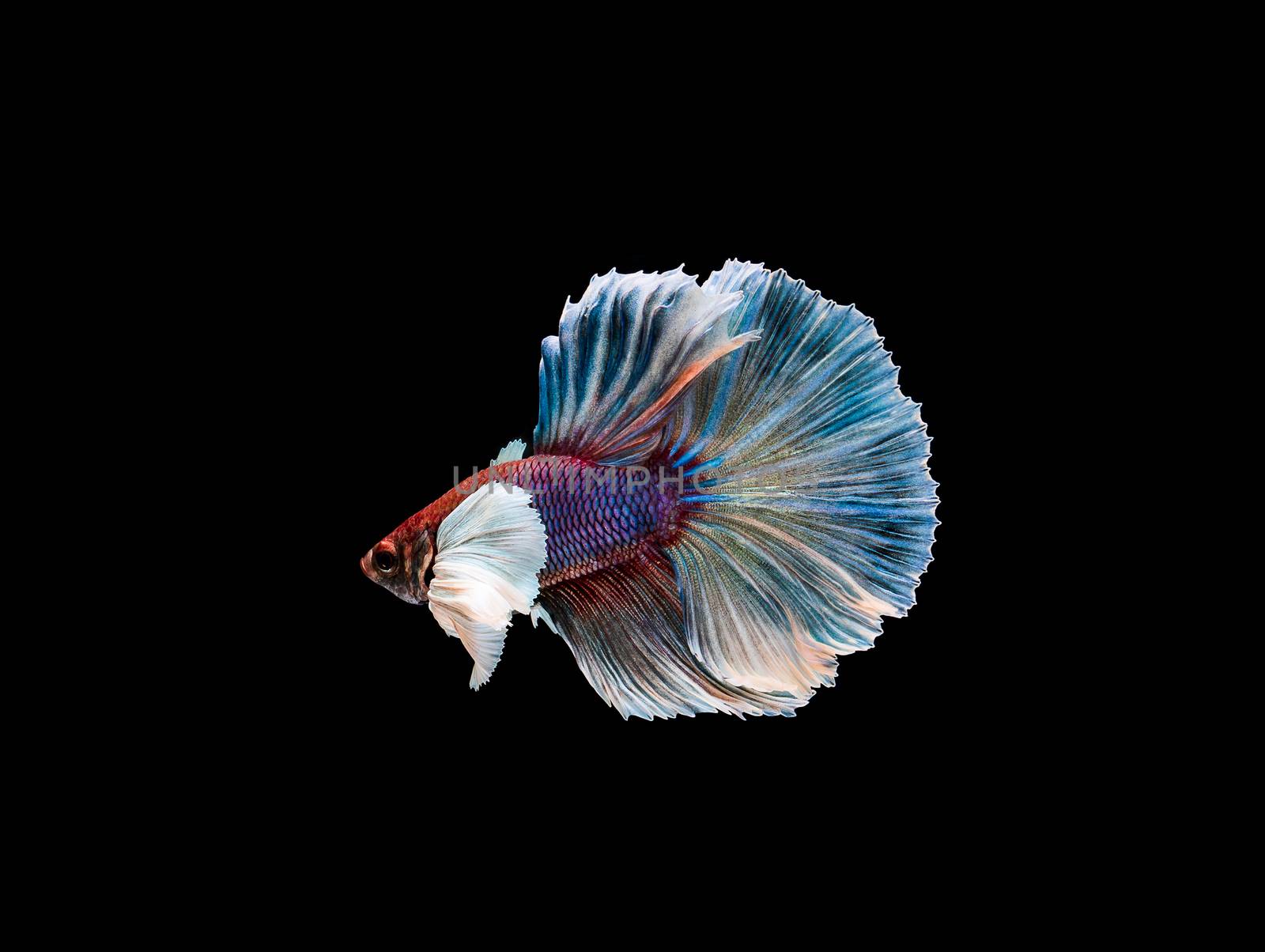 Betta fish, siamese fighting , betta splendens isolated on black background