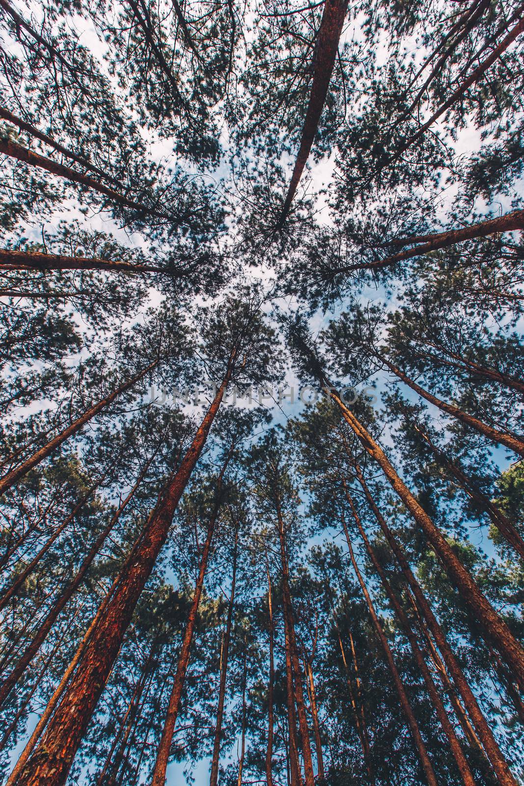 Pinus mugo - It is also known as creeping pine, dwarf mountain pine