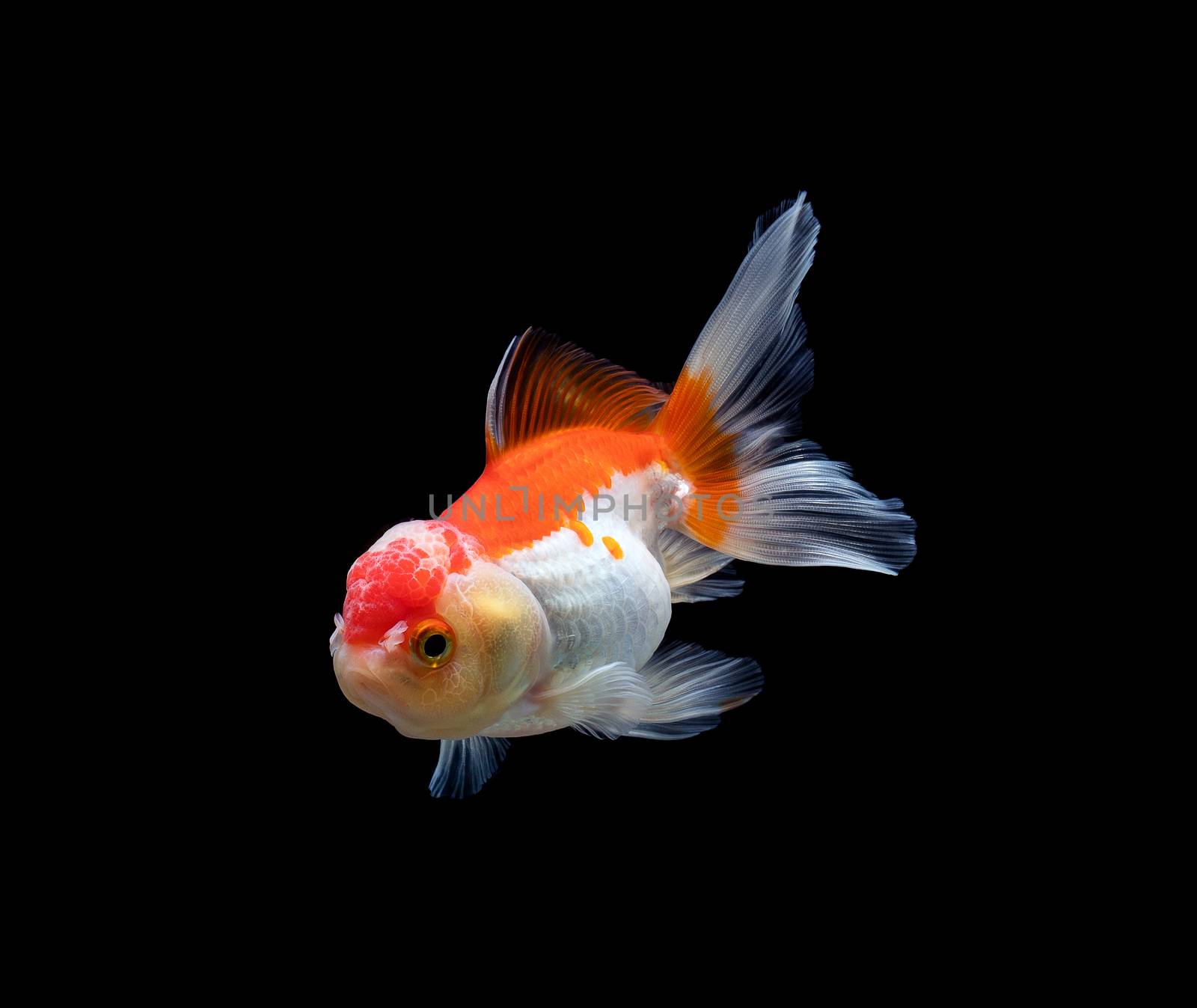 goldfish isolated on a dark black background  by freedomnaruk