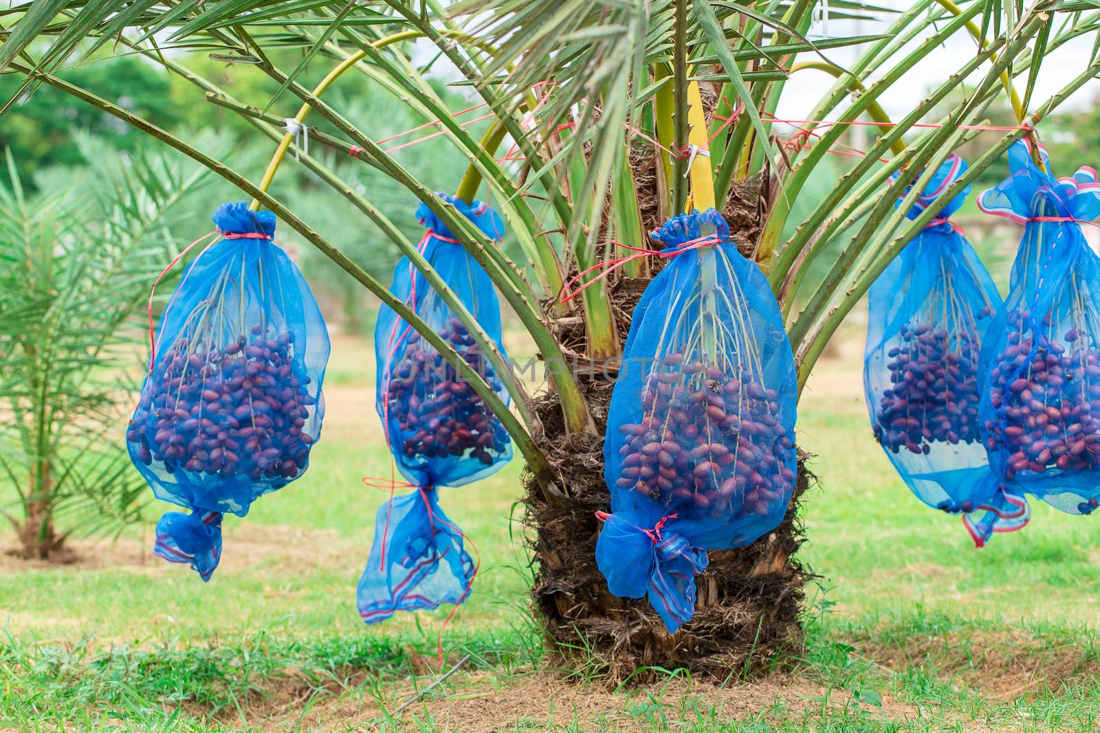 Dates palm branches with ripe dates by freedomnaruk