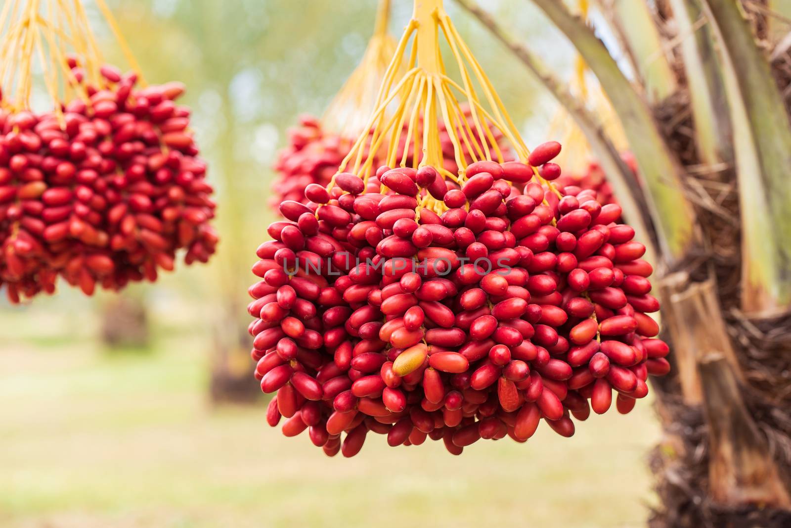 Dates palm branches with ripe dates by freedomnaruk