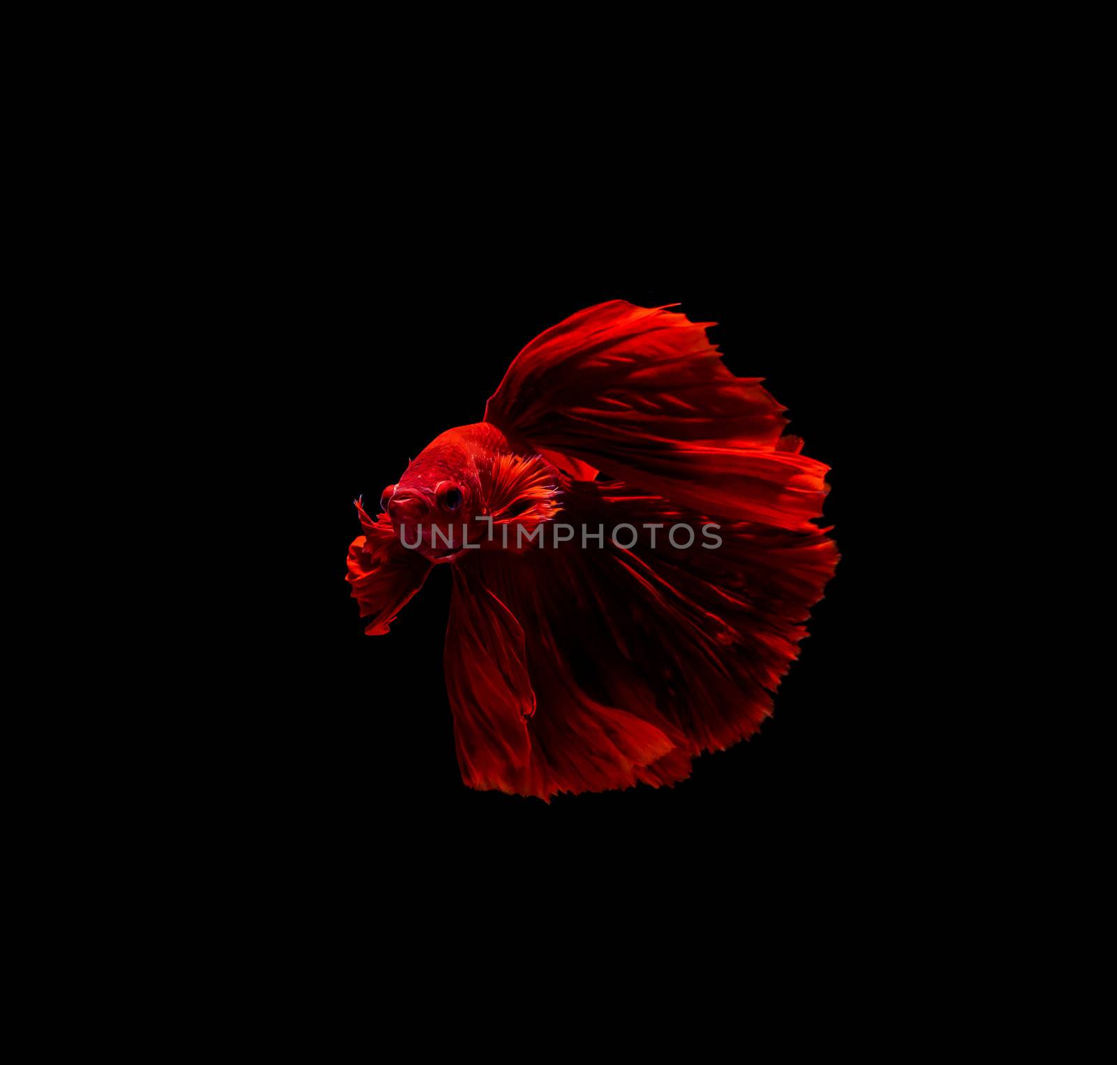 Betta fish, siamese fighting , betta splendens isolated on black by freedomnaruk