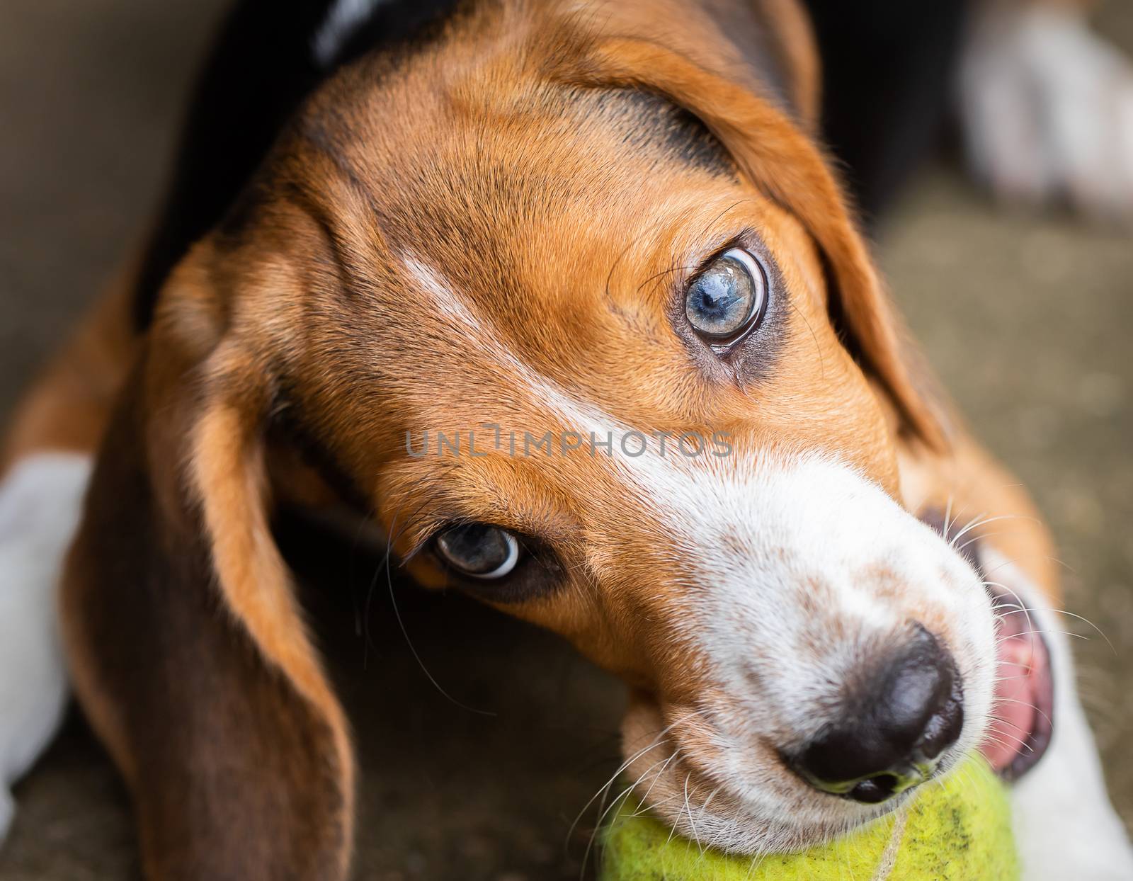 Puppy dog ripping ball apart Beagle dog purebred