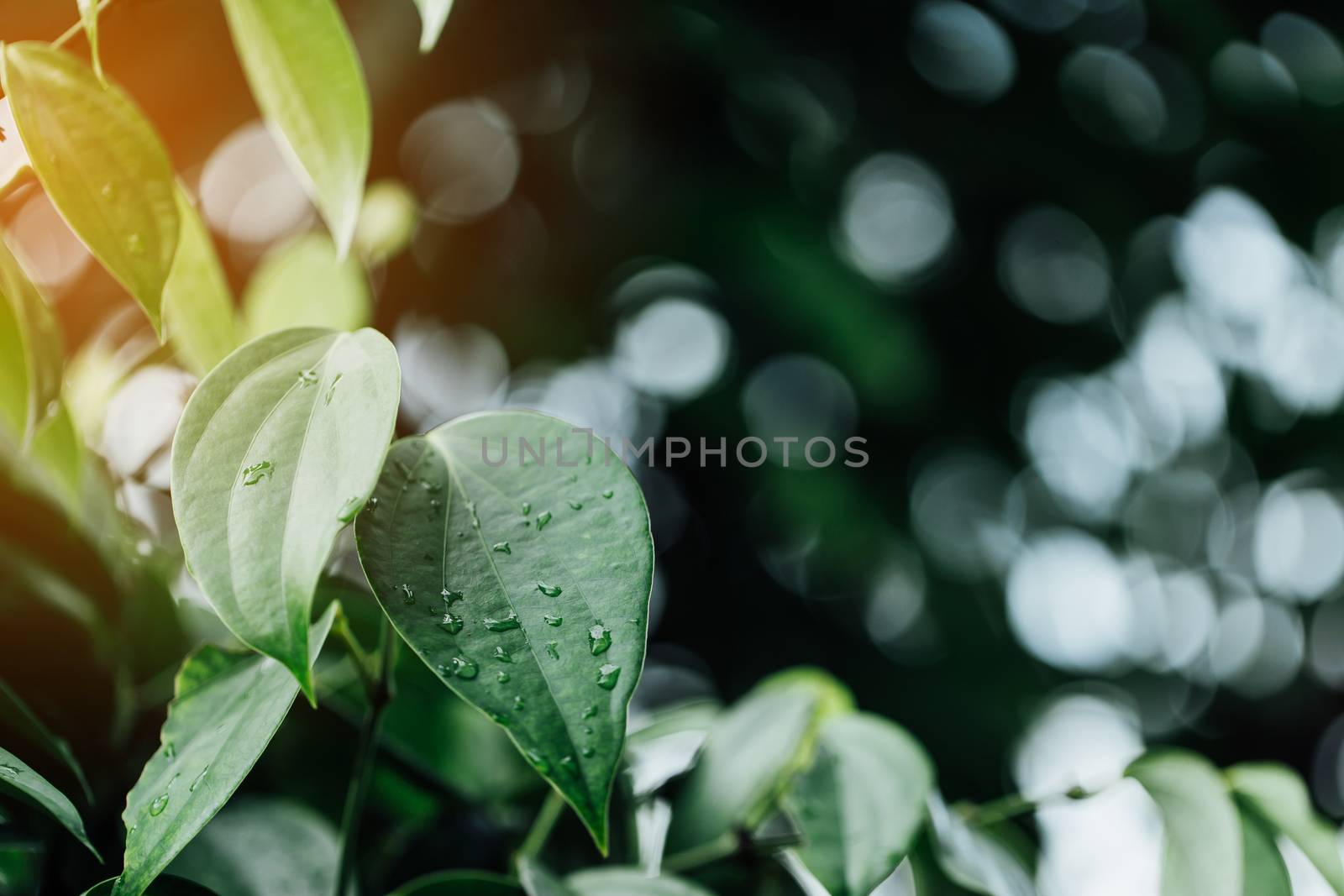 Closeup nature view of green leaf on blurred greenery background by freedomnaruk