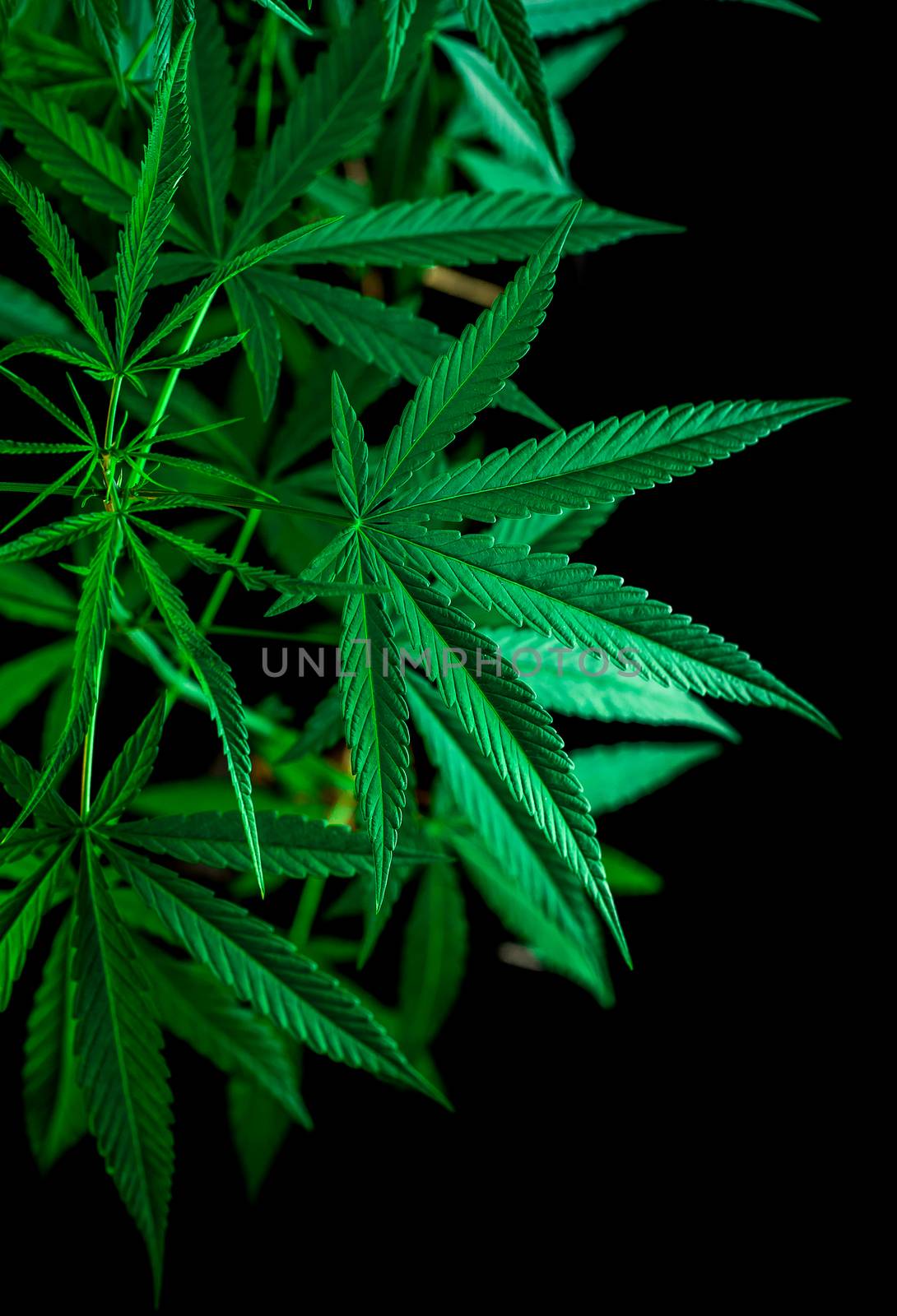 cannabis on a Black background  by freedomnaruk