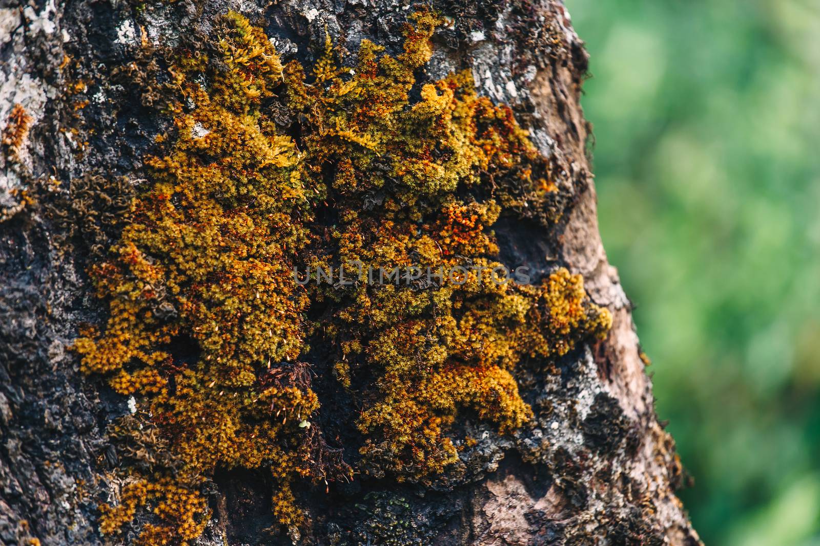 Close up of Green Moss on the tree texture by freedomnaruk