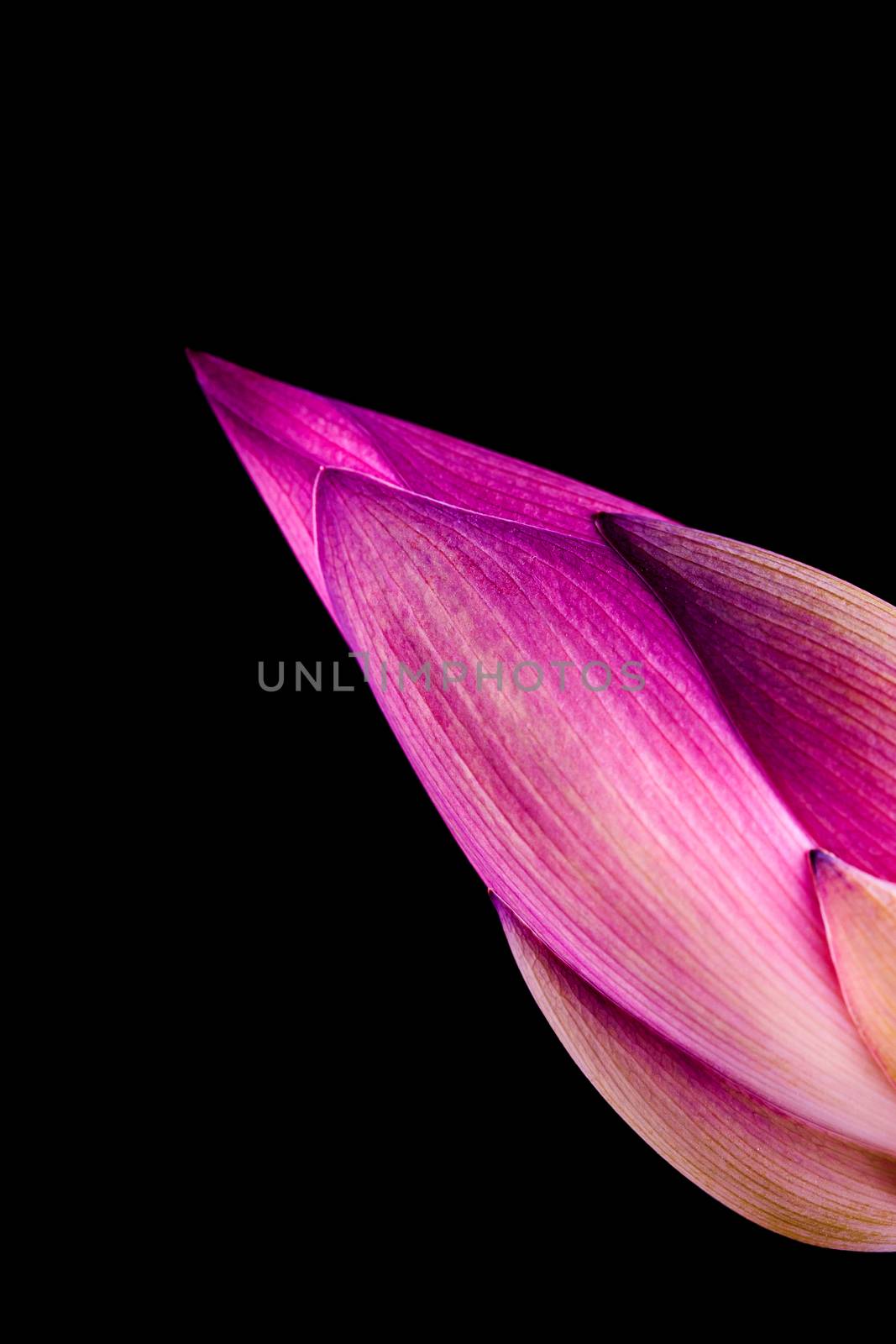 lotus flower isolated on Black background by freedomnaruk