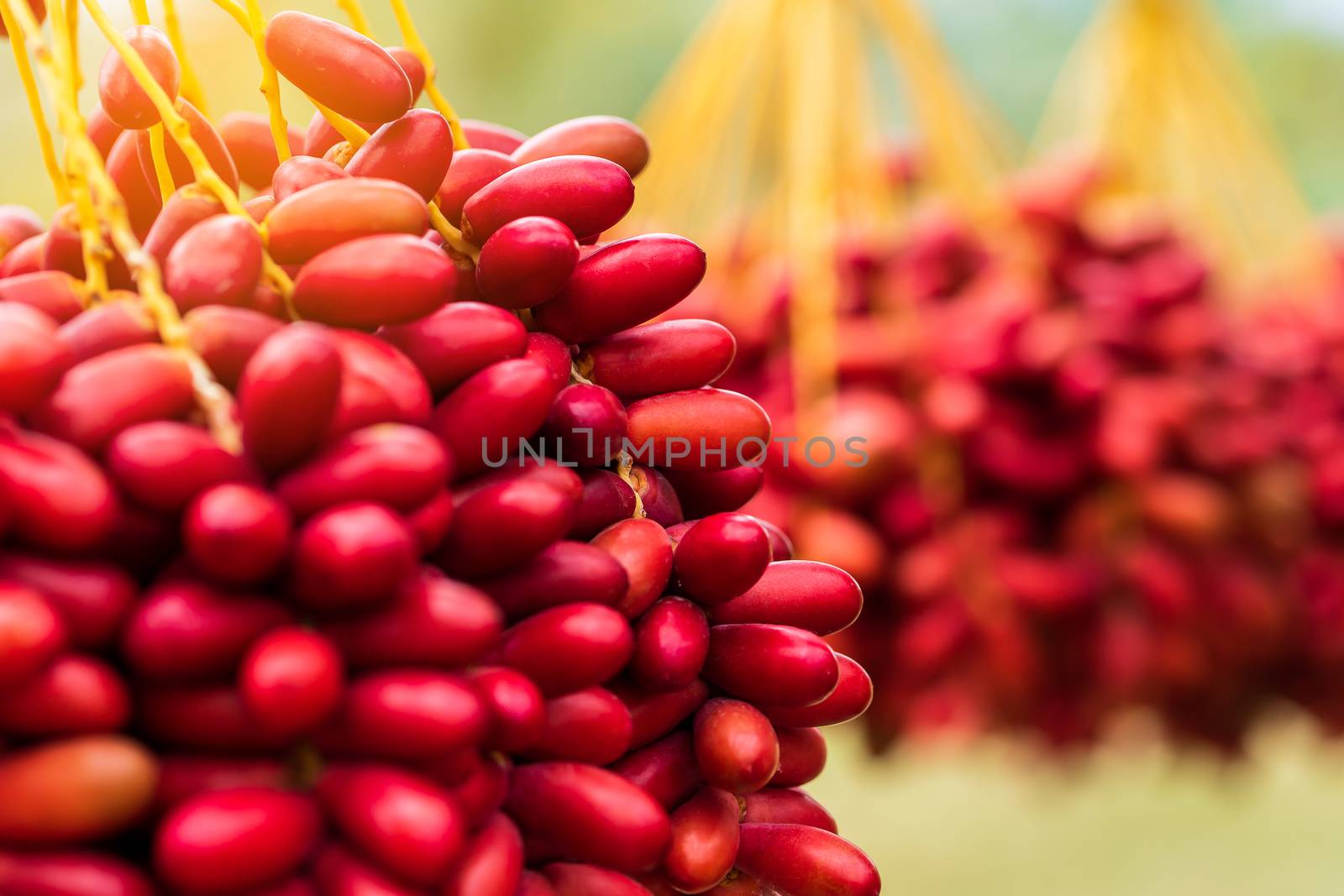 Dates palm branches with ripe dates