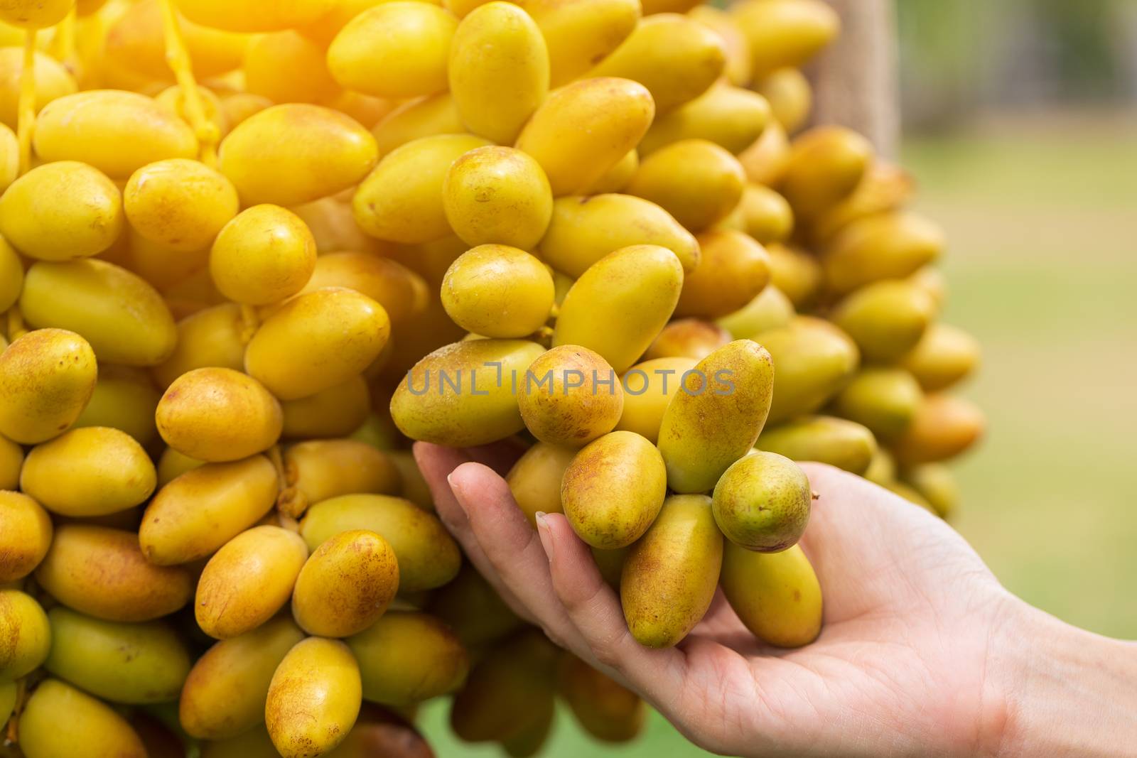 Dates palm branches with ripe dates by freedomnaruk