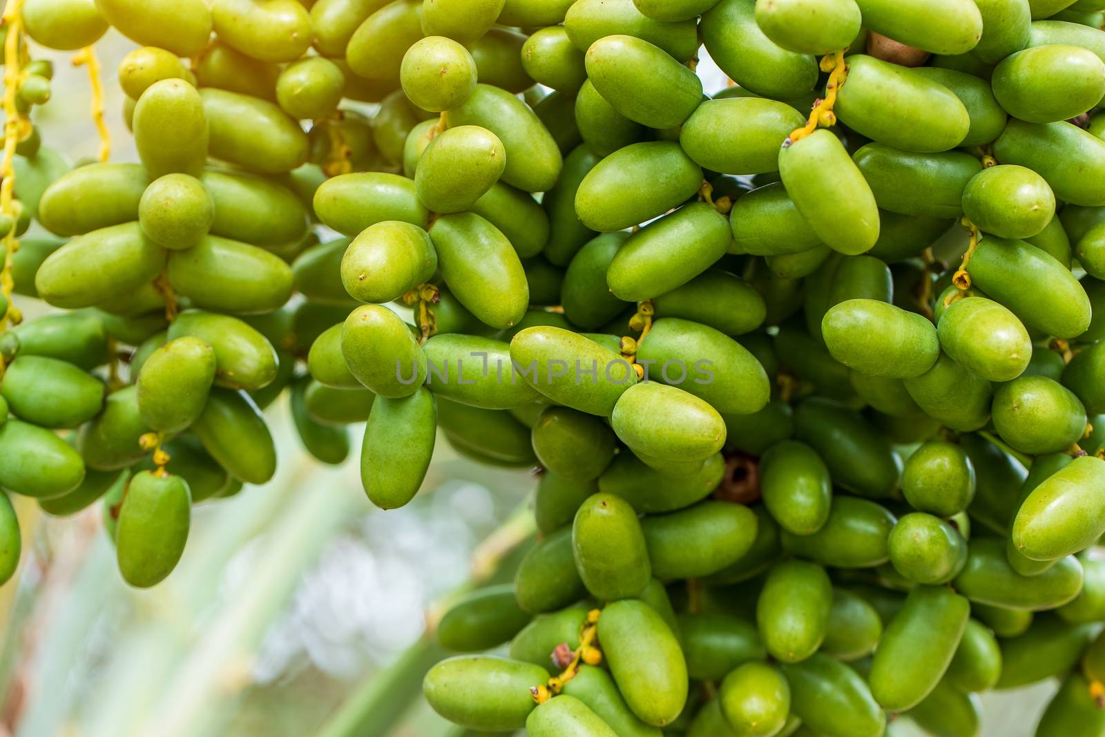 Dates palm branches with ripe dates by freedomnaruk