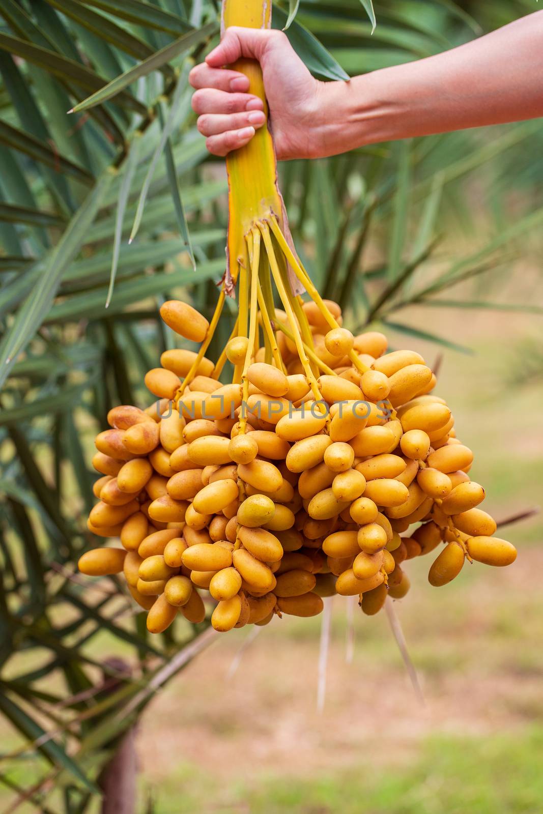 Dates palm branches with ripe dates by freedomnaruk