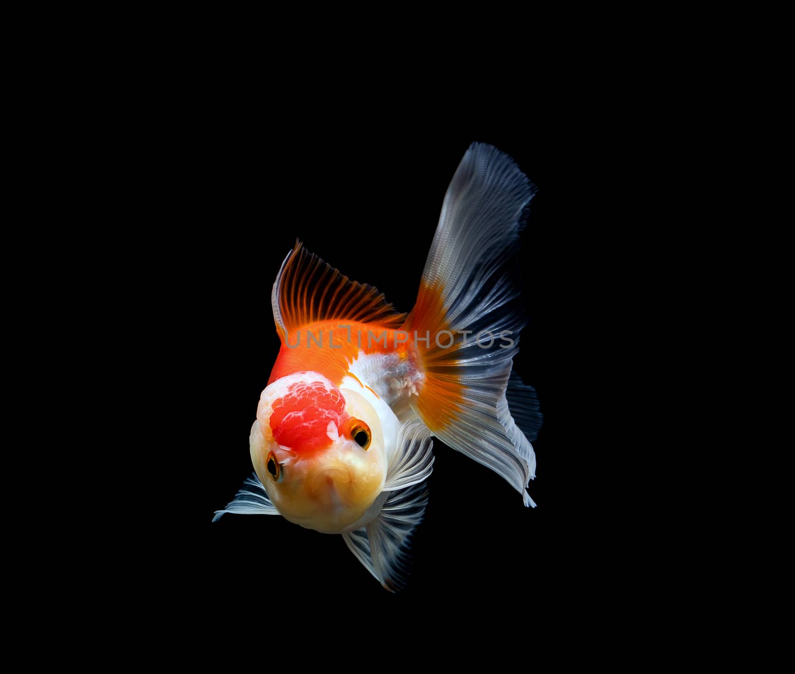 goldfish isolated on a dark black background