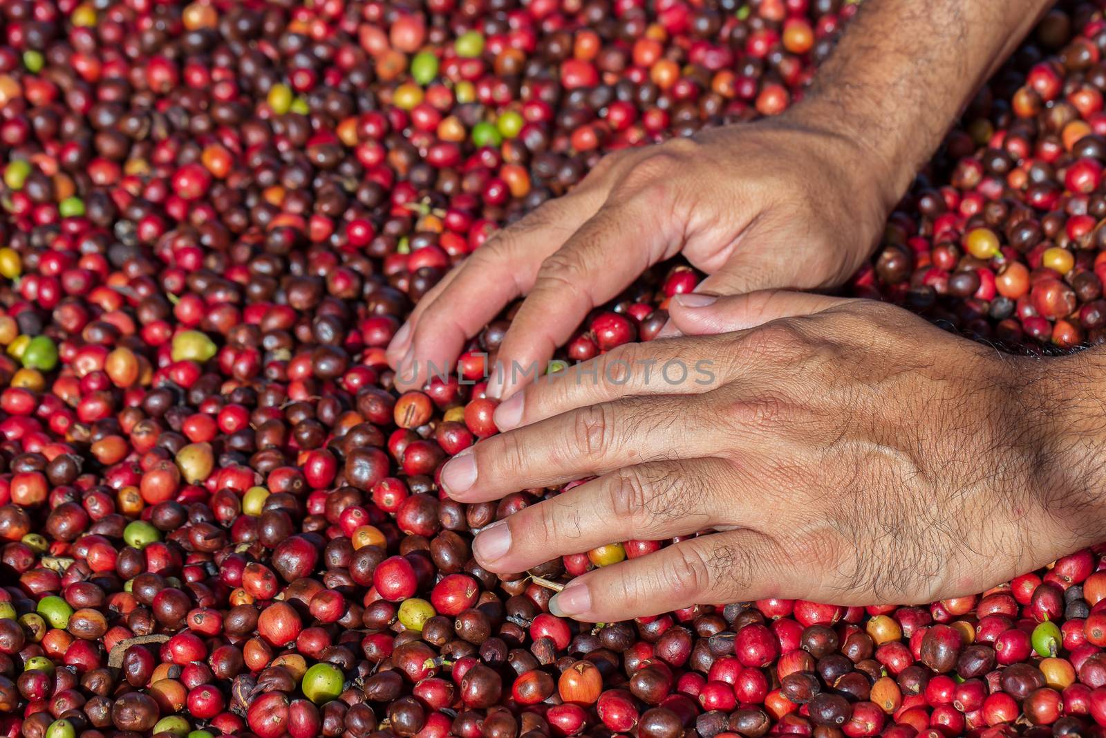 Fresh Arabica coffee berries . Organic coffee farm