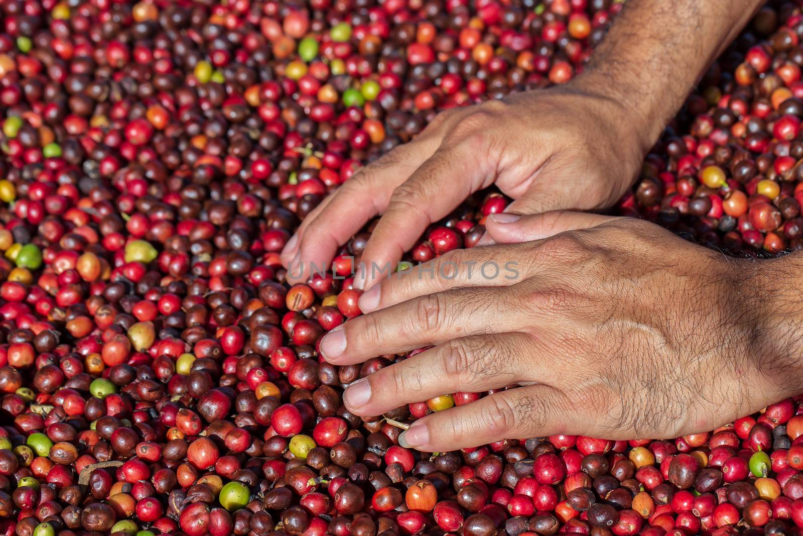 Fresh Arabica coffee berries . Organic coffee farm  by freedomnaruk