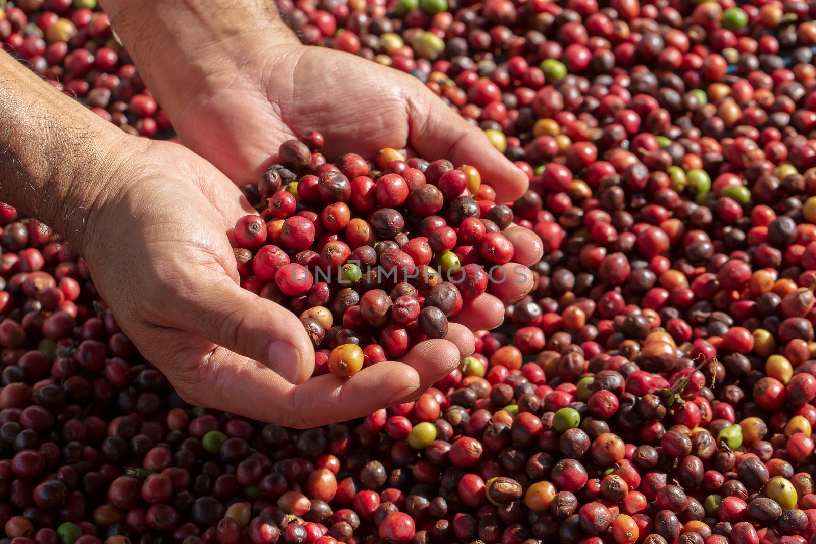 Fresh Arabica coffee berries . Organic coffee farm  by freedomnaruk