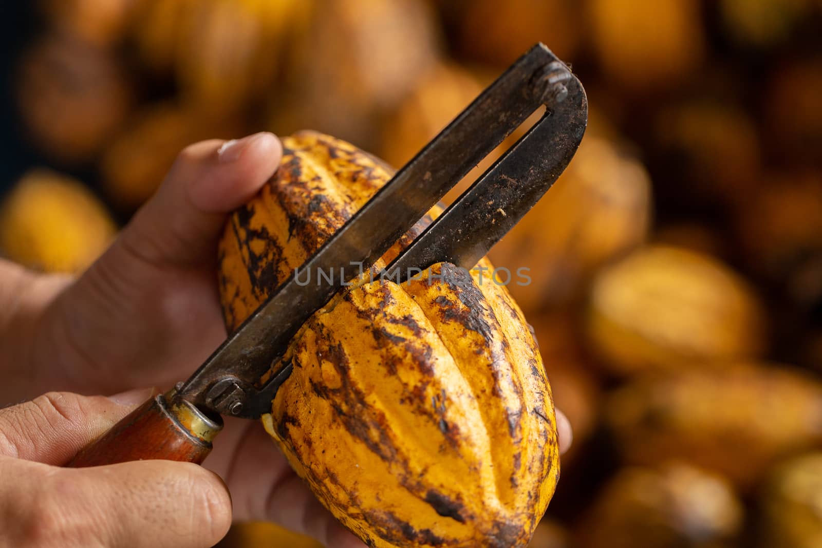 Cocoa beans and cocoa pod on a wooden surface