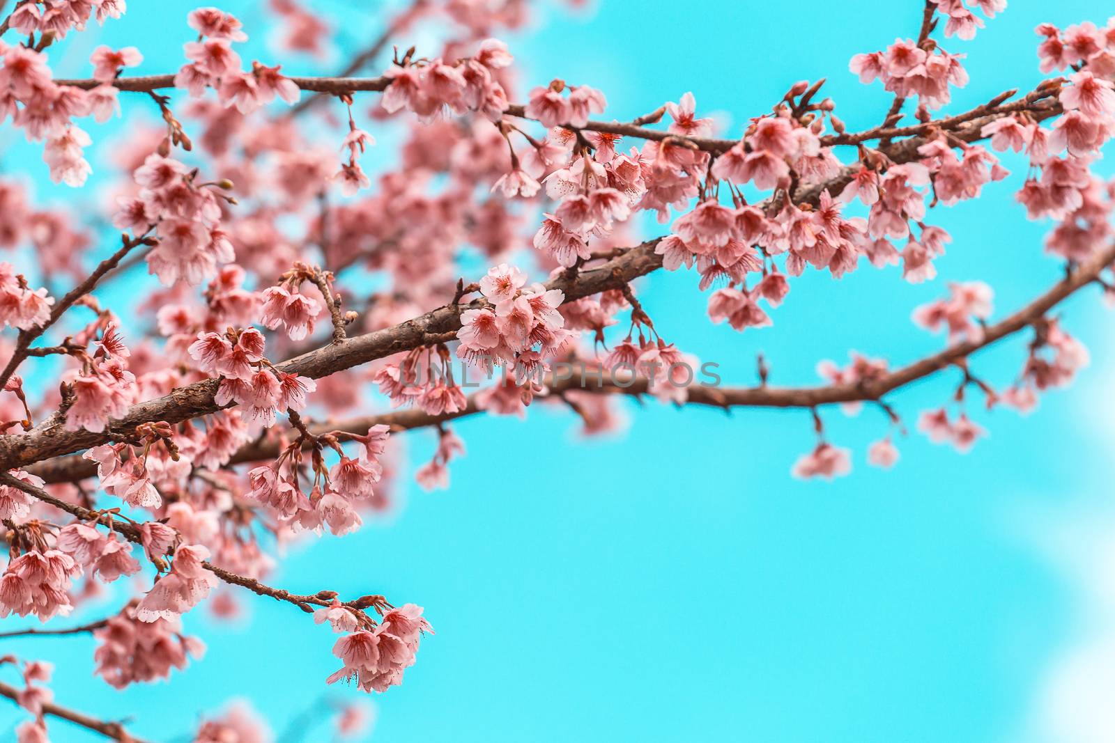 Cherry Blossom and Sakura wallpaper  by freedomnaruk