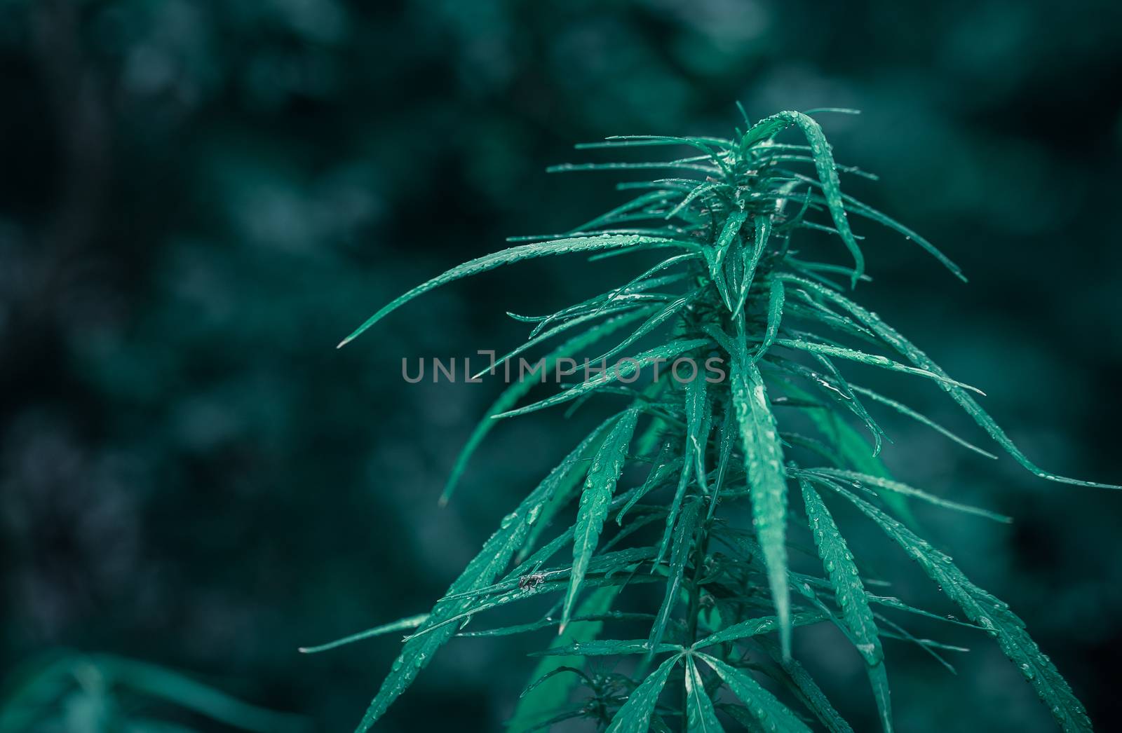 cannabis on a Black background