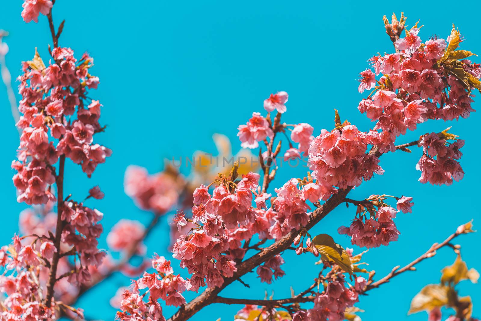 Cherry Blossom and Sakura wallpaper by freedomnaruk