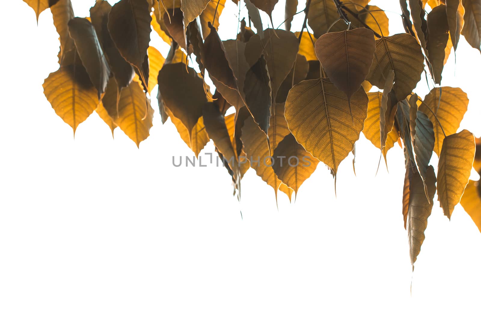 Closeup nature view of  leaf on blurred greenery background