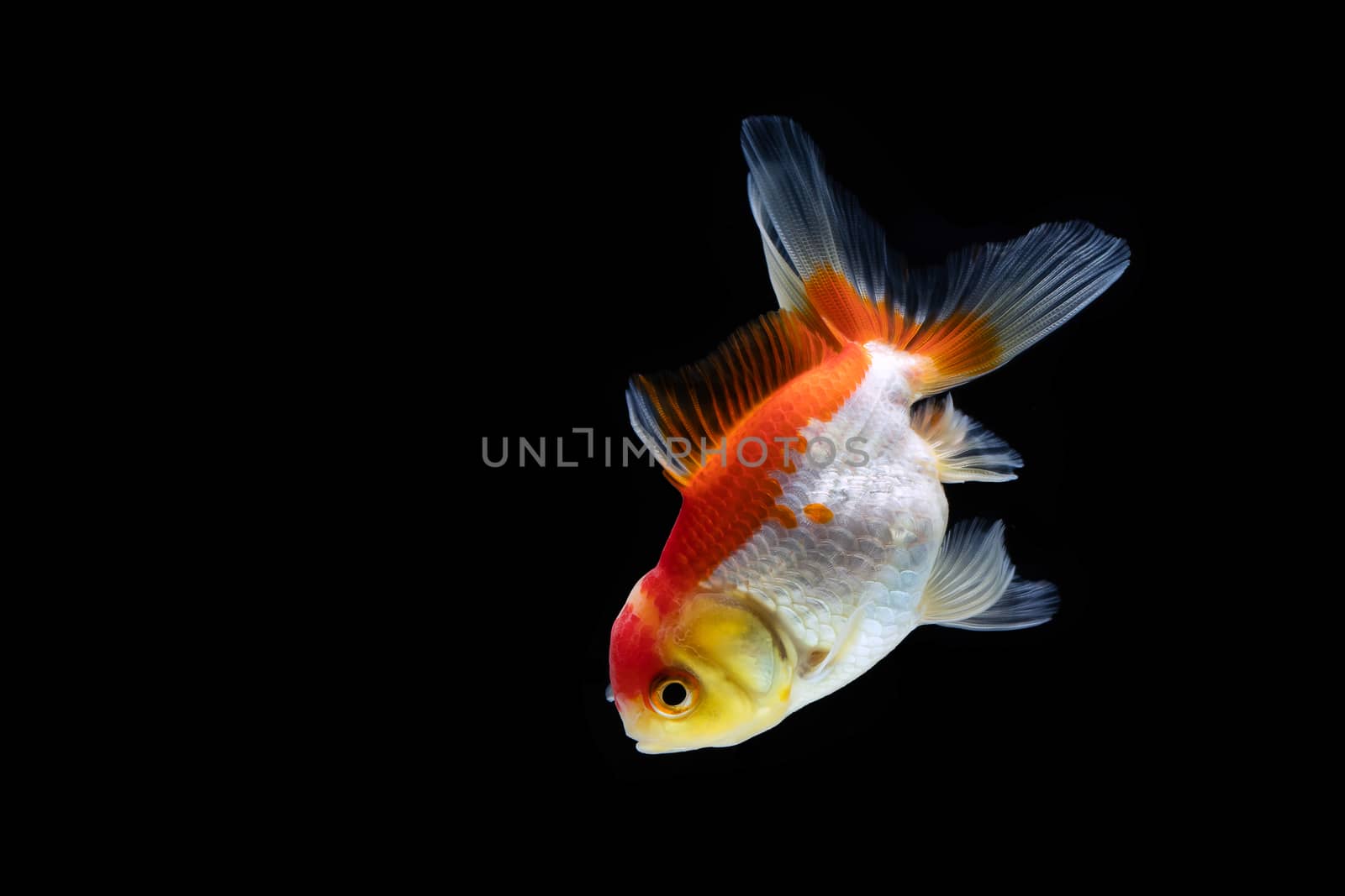 goldfish isolated on a dark black background by freedomnaruk