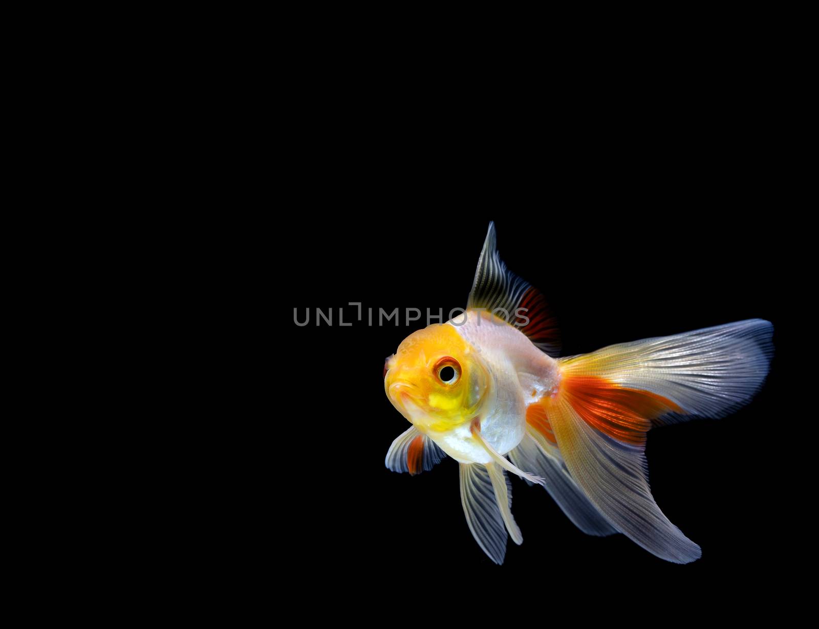 goldfish isolated on a dark black background