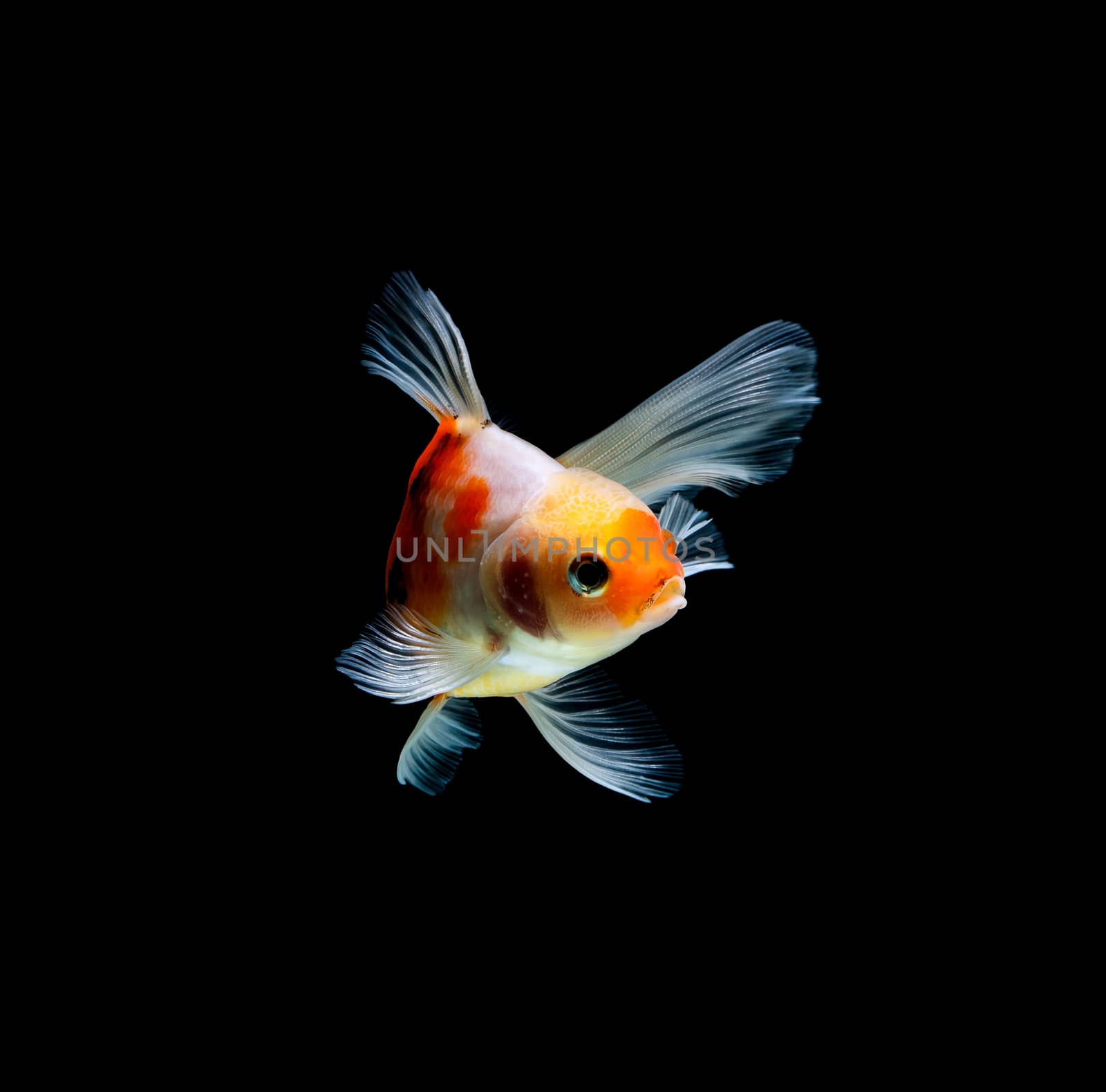 goldfish isolated on a dark black background