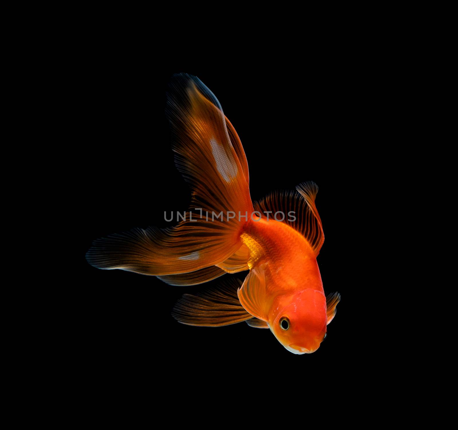 goldfish isolated on a dark black background