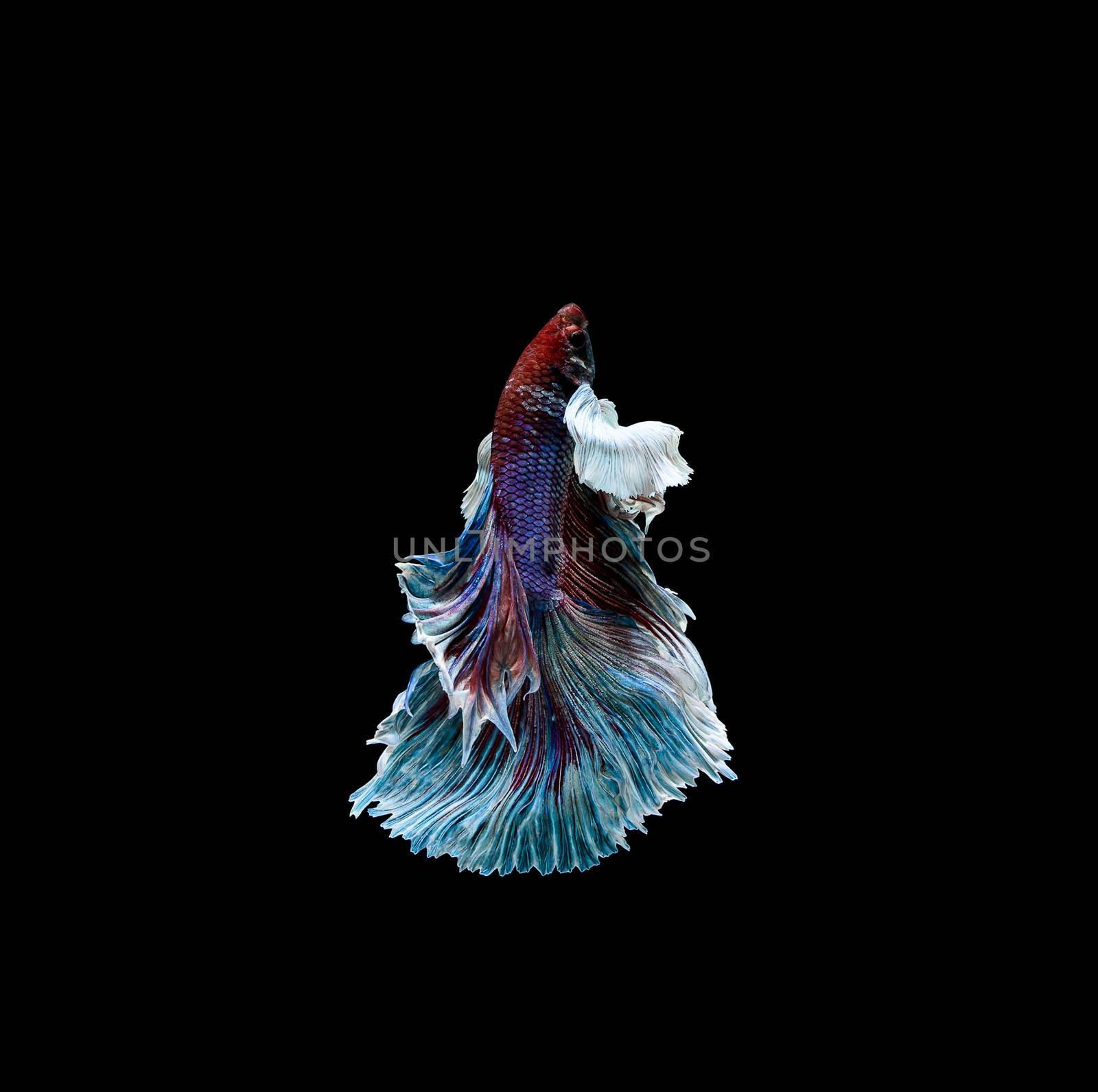 Betta fish, siamese fighting fish, betta splendens isolated on black background