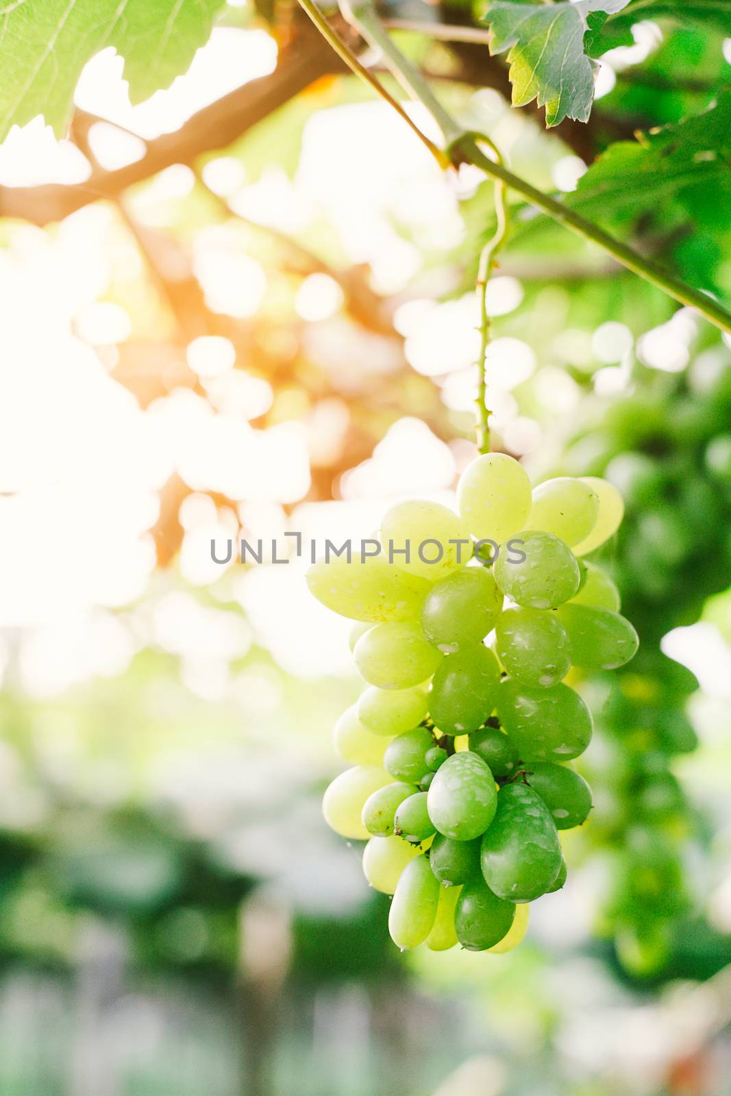 bunches of ripen grape hanging from vines in the farm