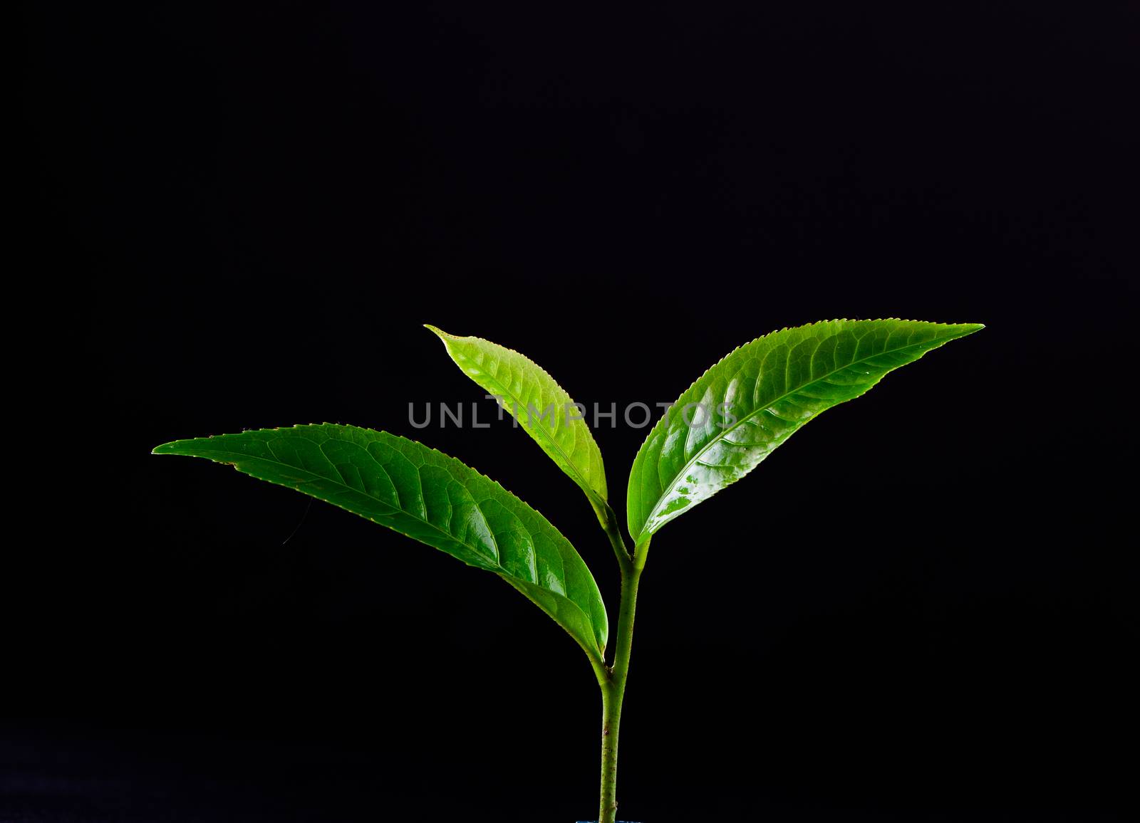 Green tea leaf isolated on white background by freedomnaruk
