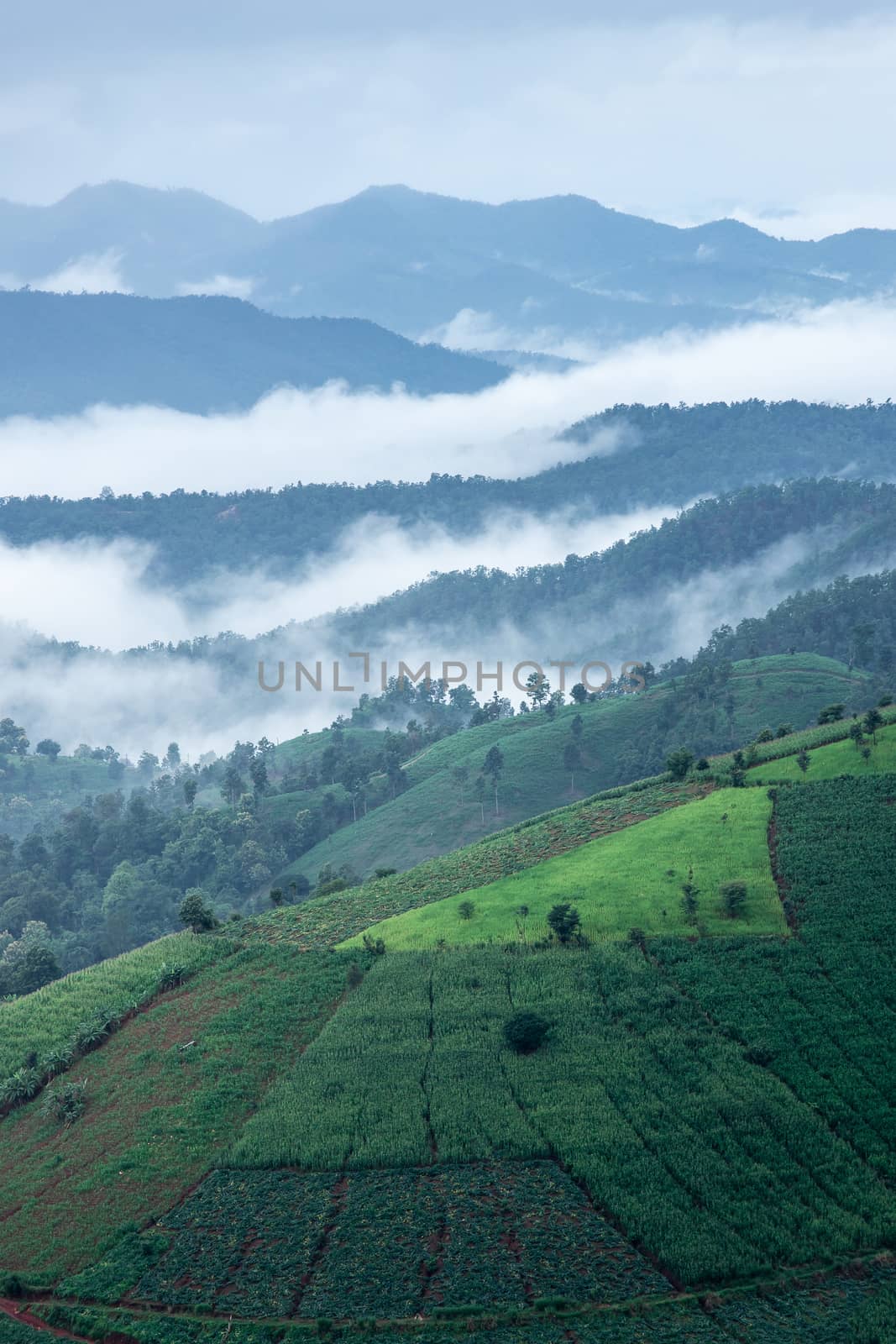 Terraced Rice Field in Chiangmai Thailand by freedomnaruk