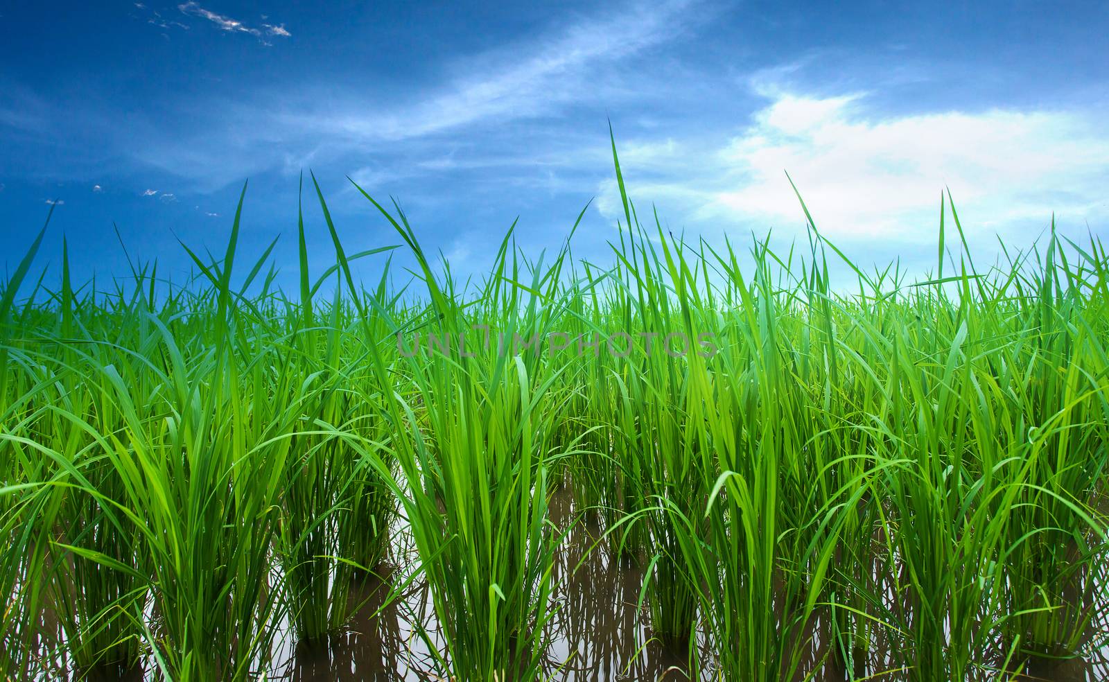 Rice fields, terraces  plantation  farm An organic asian rice farm