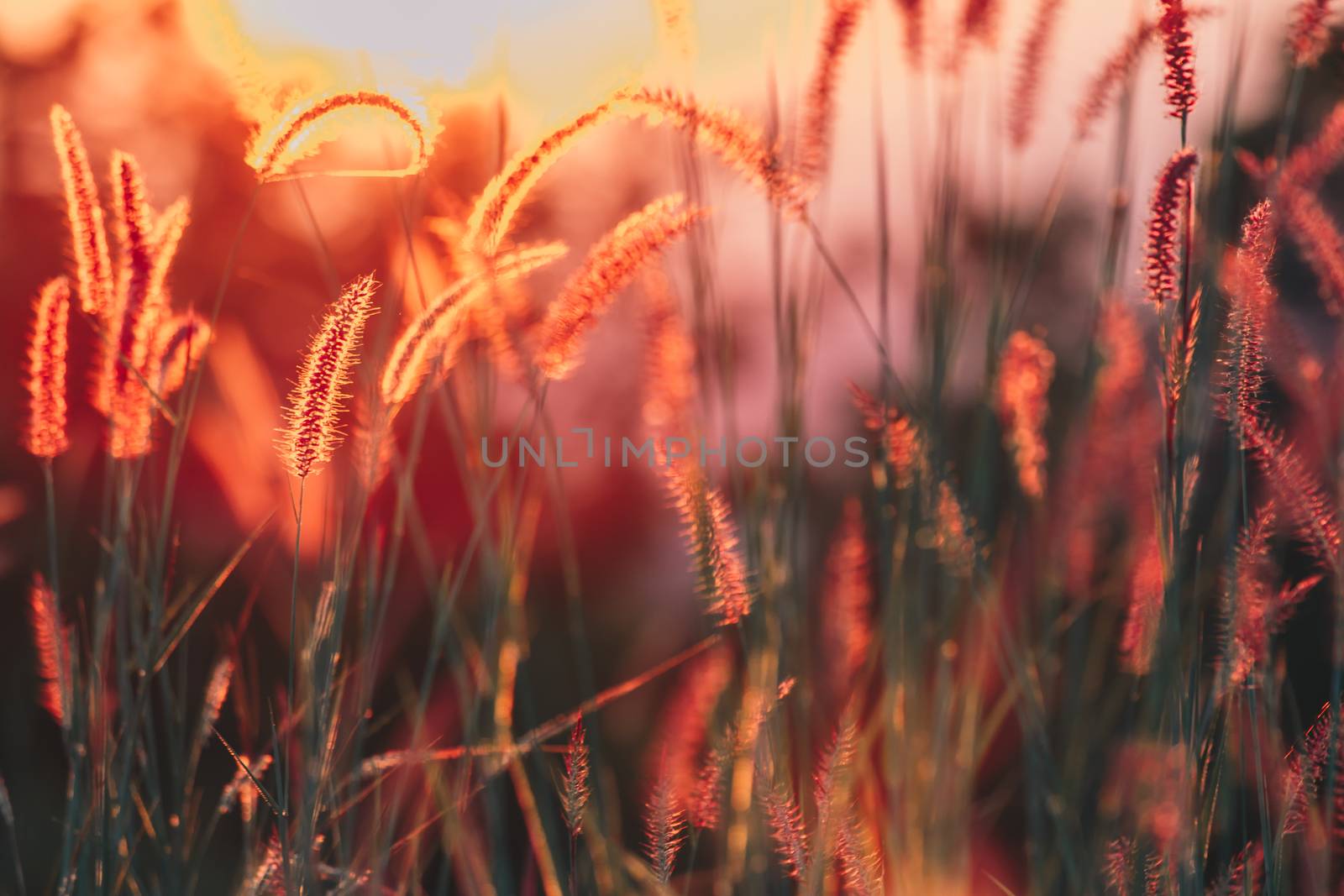 Close up White flower in field with sunrise background