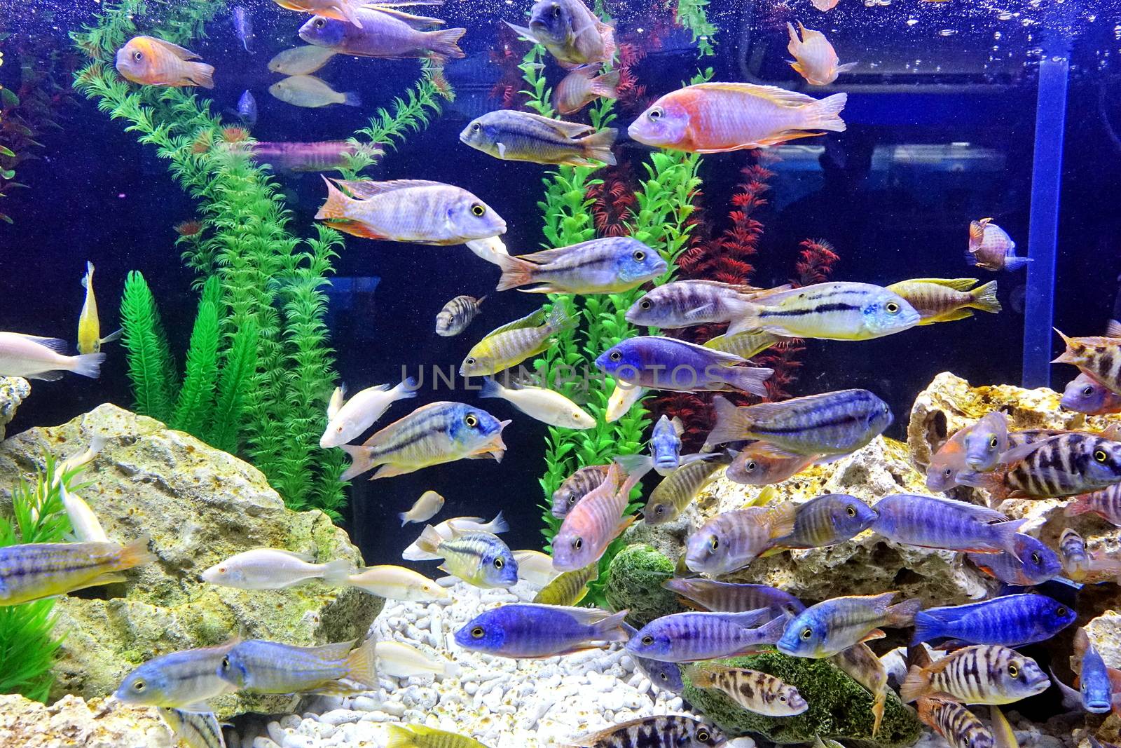 An aquarium with a variety of colorful tropical fish