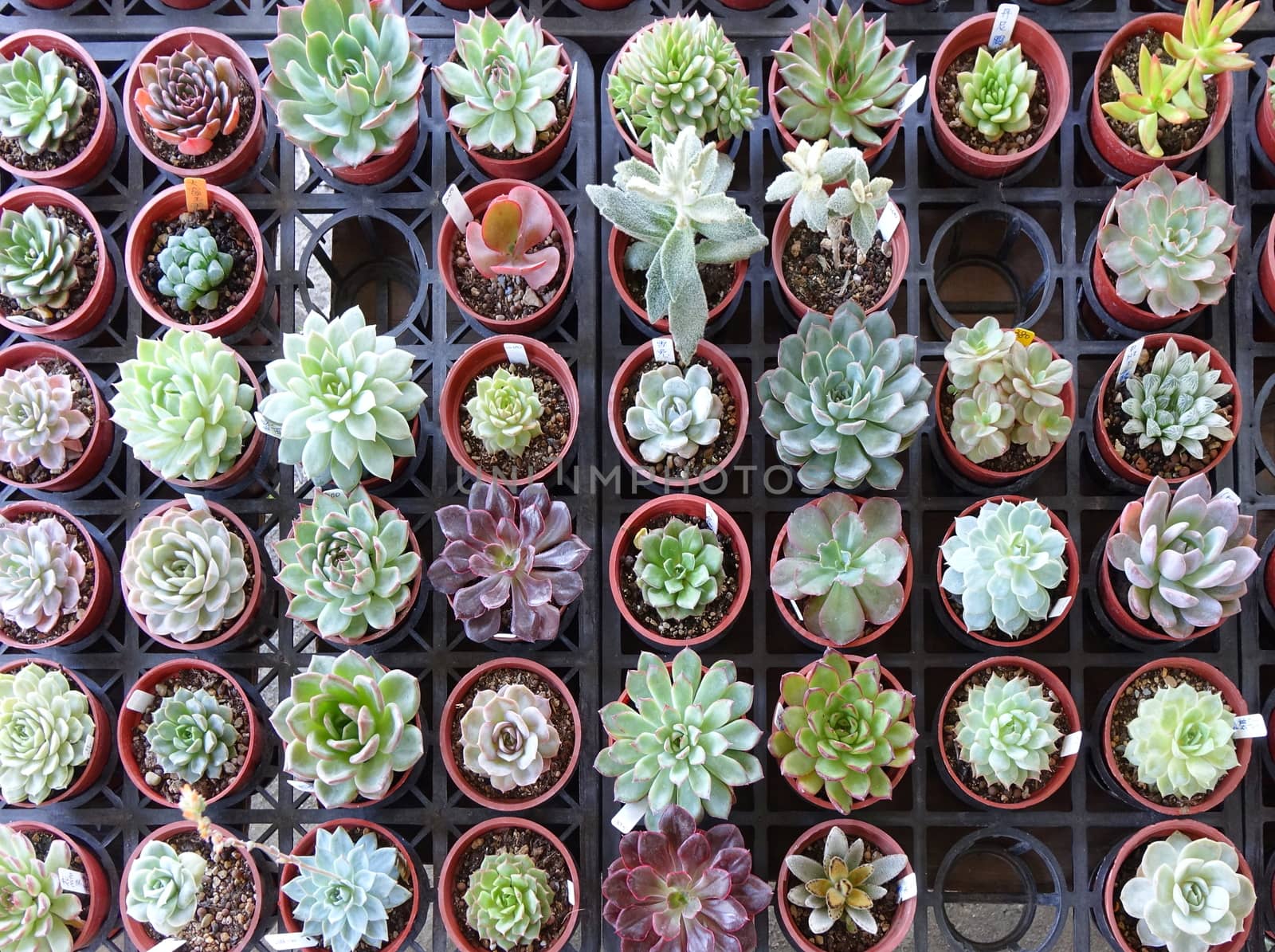 Market vendor sells Echeveria plants in small pots