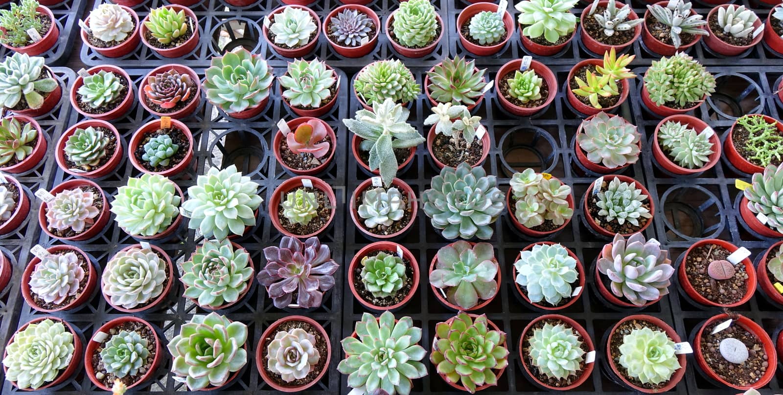 Market vendor sells Echeveria plants in small pots
