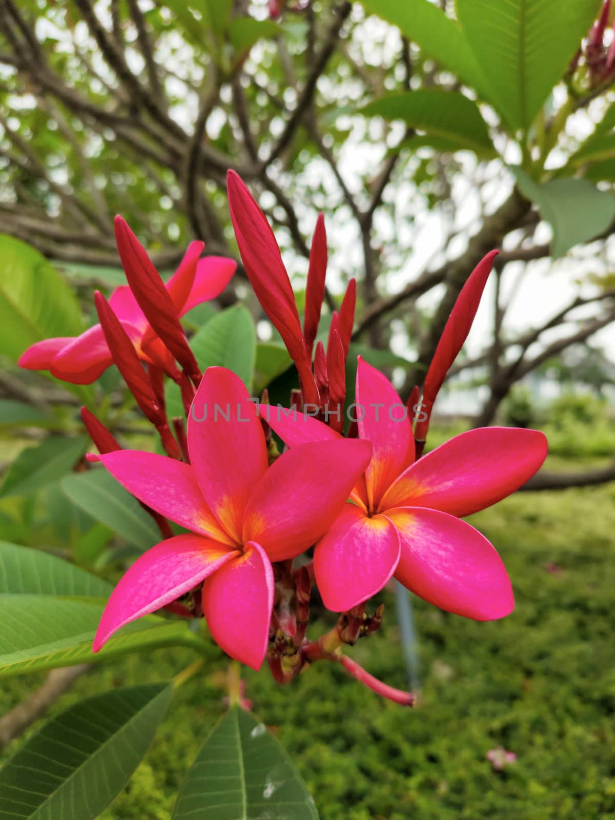 pink frangipani flower in the tree