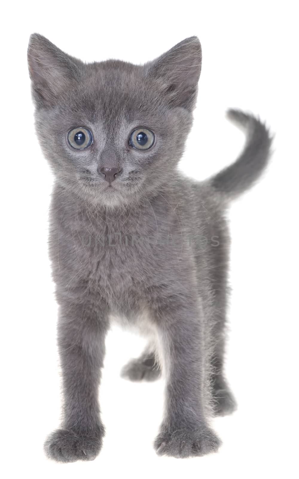 Shorthair grey kitten crawling sneaking isolated on a white background