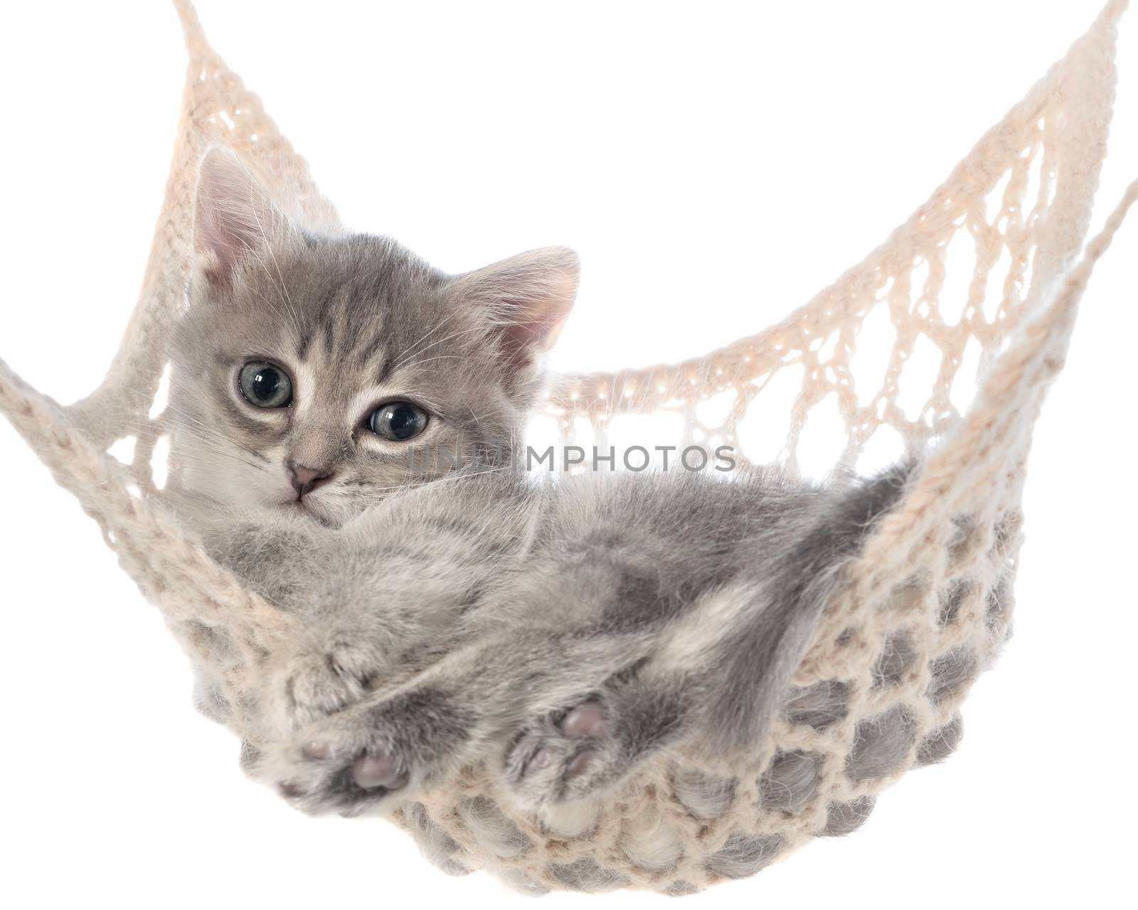 Cute striated kitten sleeping in hammock on a white background.