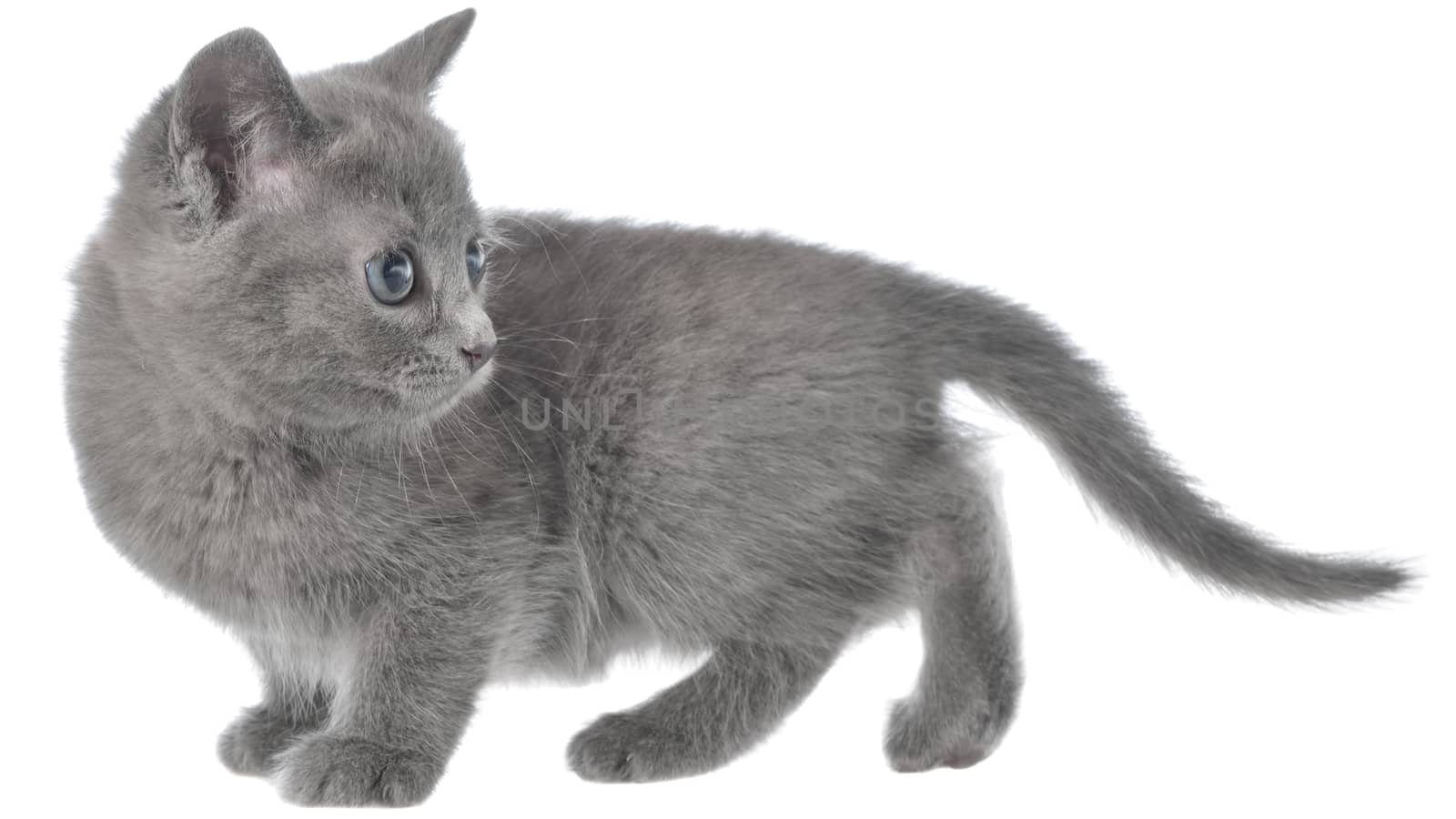 Small kitten crawling sneaking on a white background