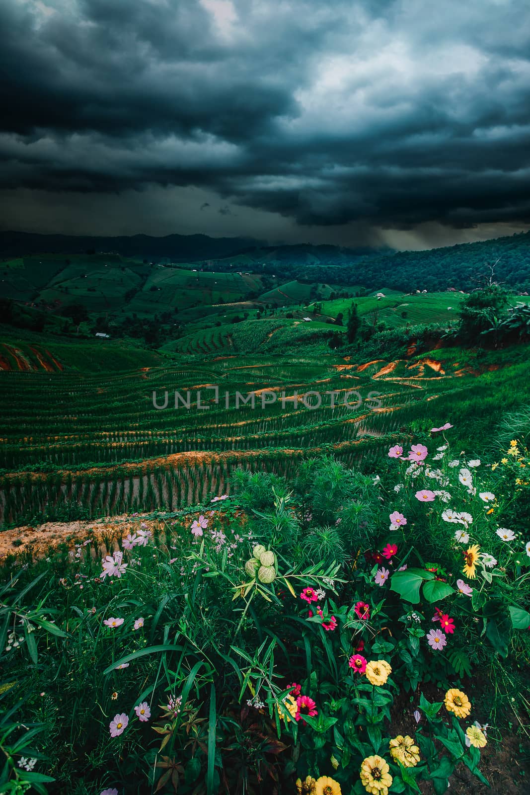 Terraced rice field in rainy season
