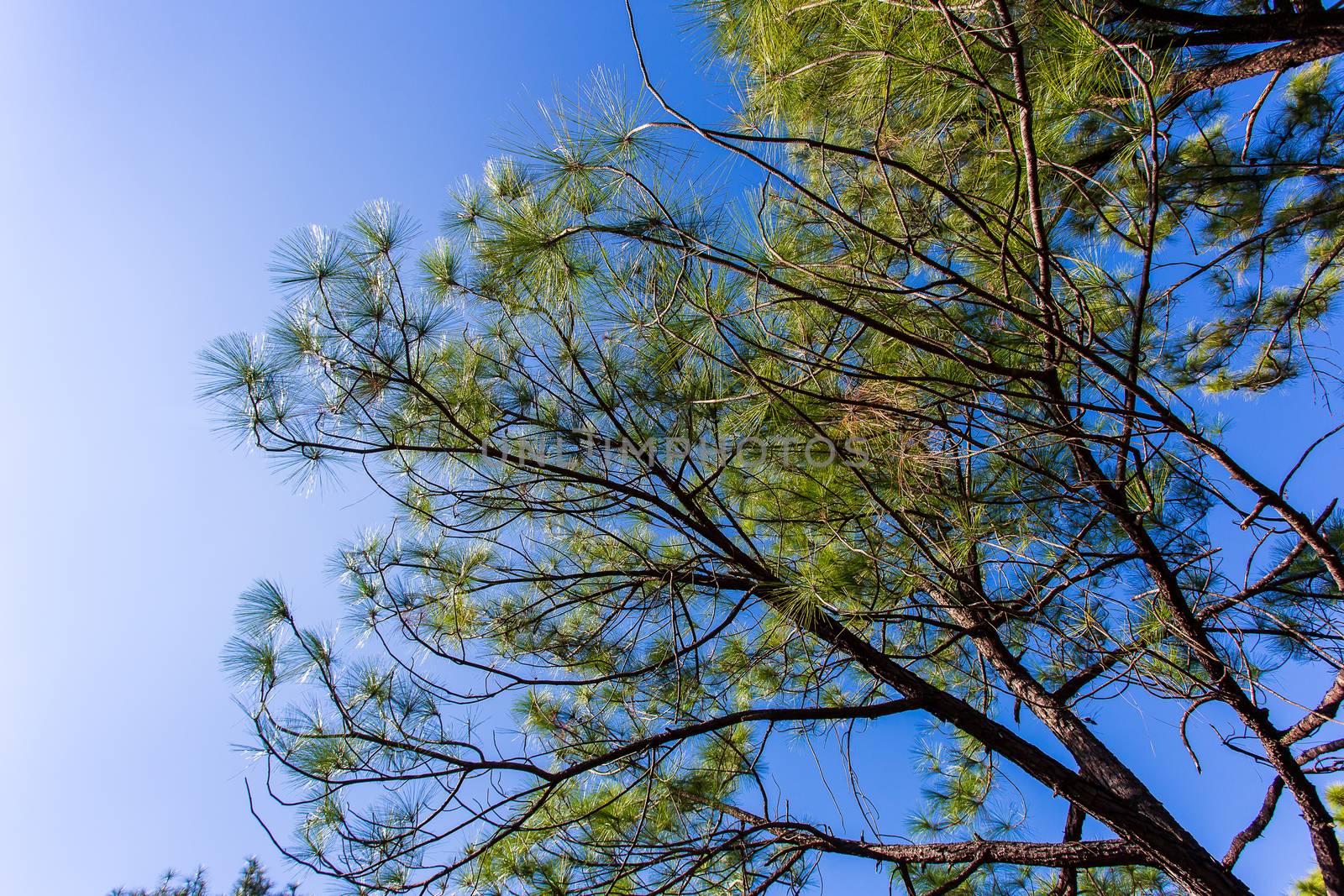 Pinus mugo - It is also known as creeping pine, dwarf mountain pine, mugo pine