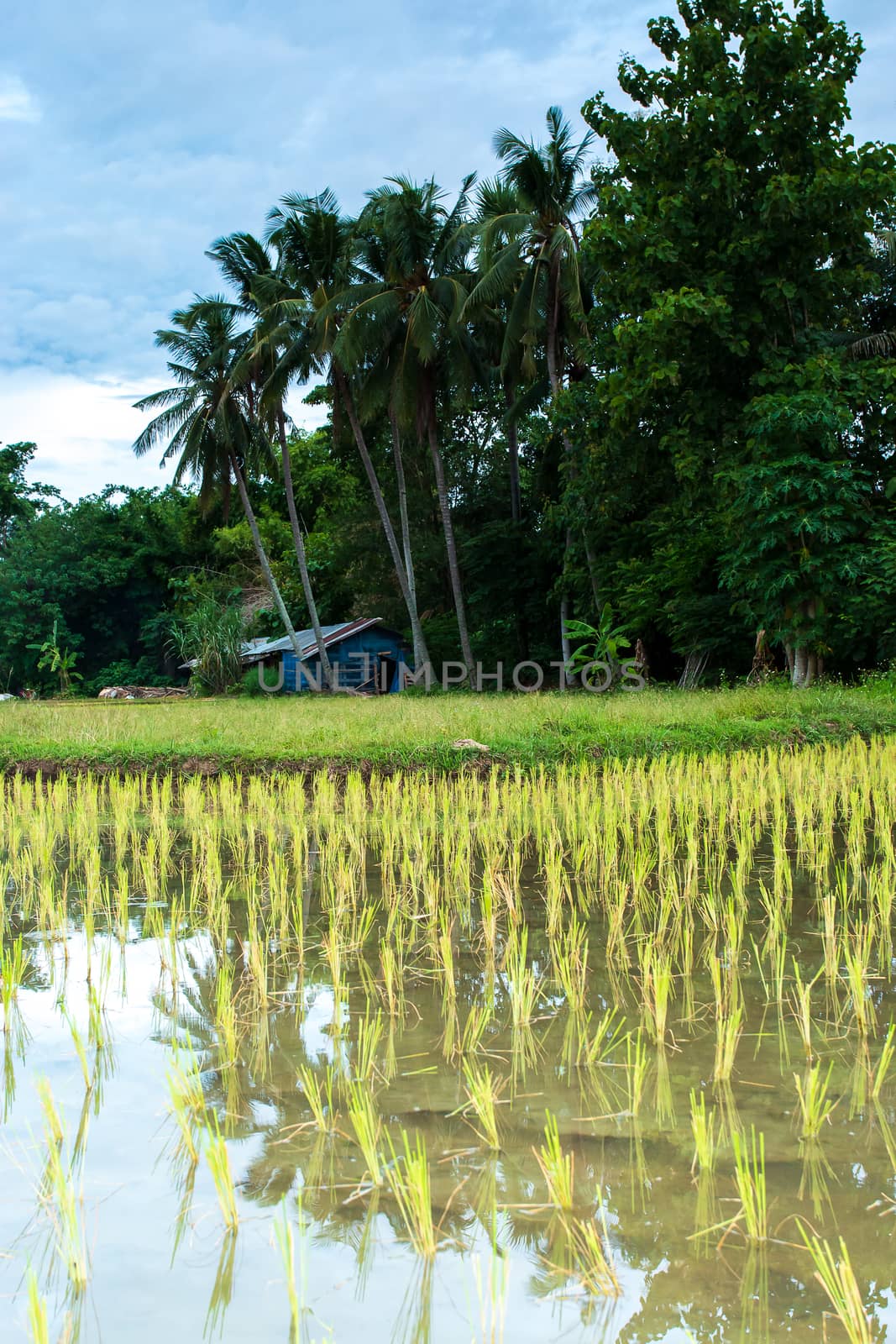 Rice field green grass blue sky cloud cloudy landscape